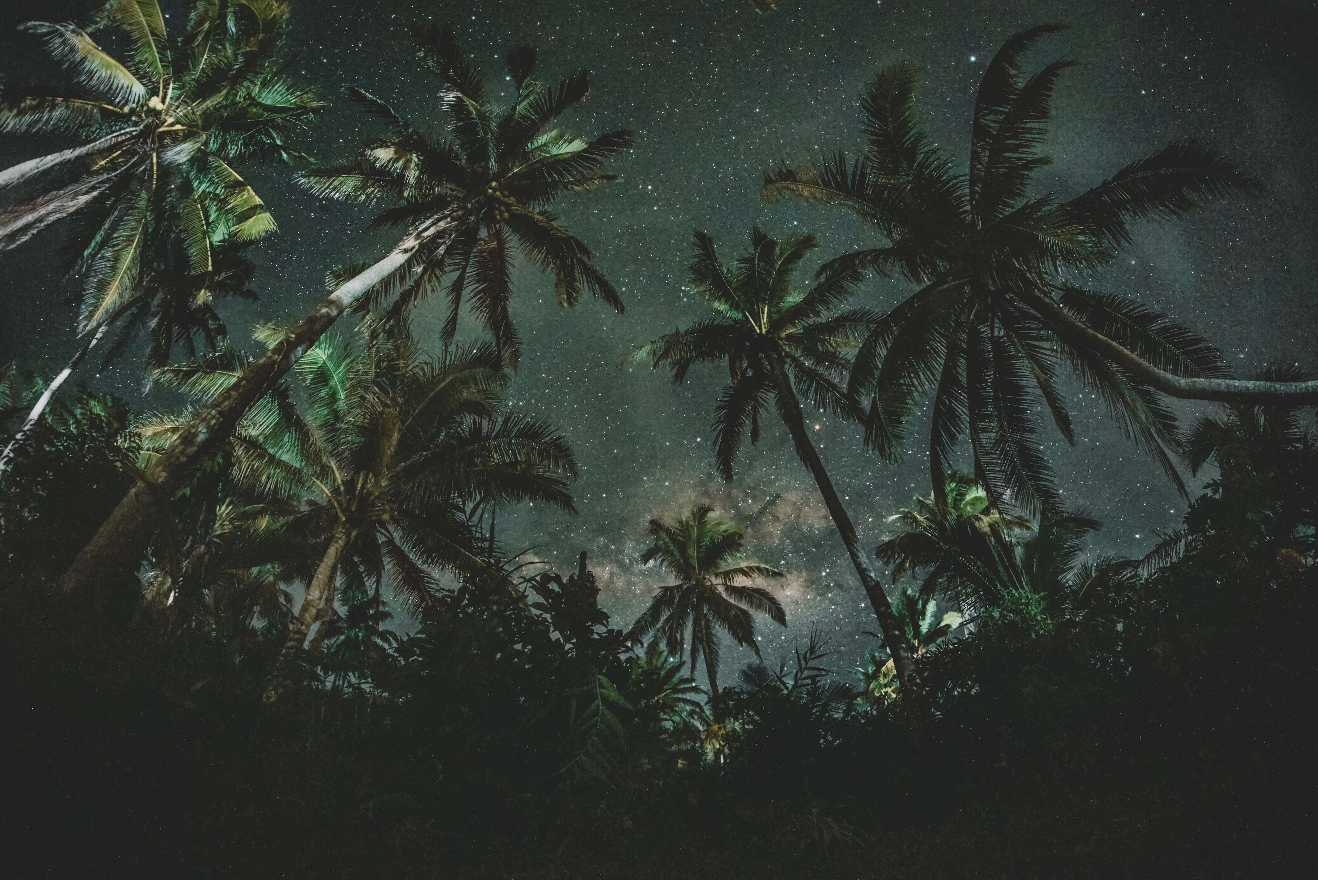 Free download wallpaper Nature, Trees, Starry Sky, Palms on your PC desktop