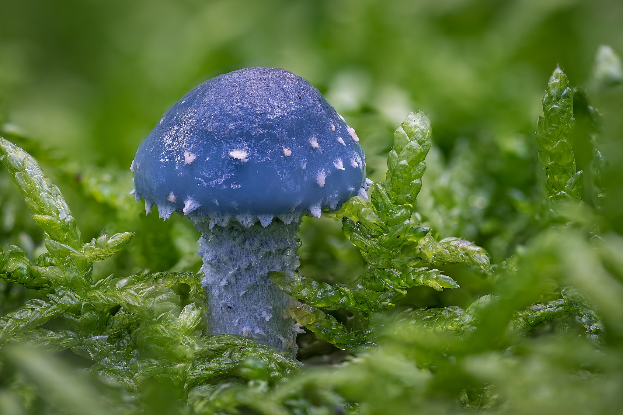 Téléchargez des papiers peints mobile Macro, Fermer, Champignon, La Nature, Terre/nature gratuitement.