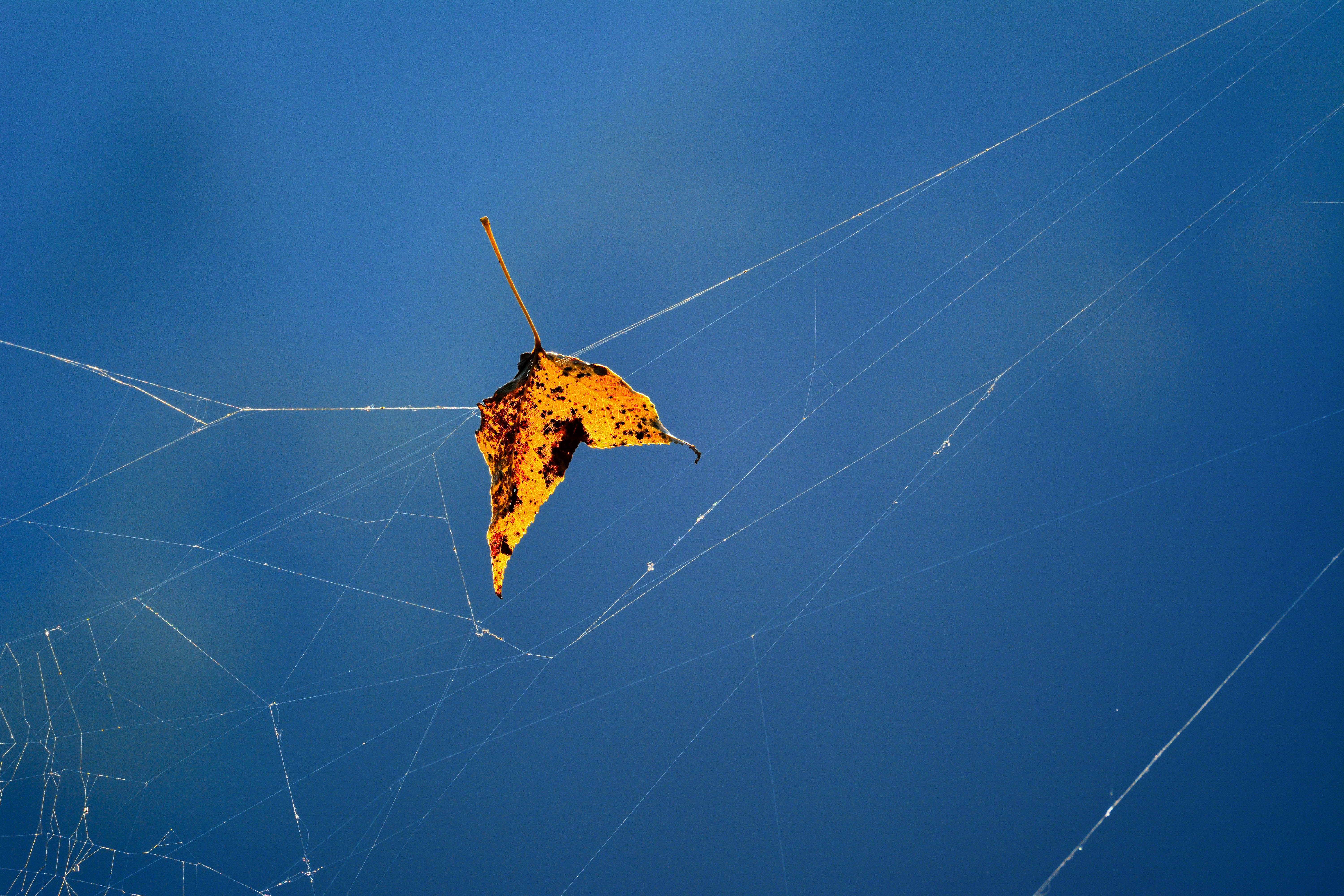 macro, autumn, web, close up, sheet, leaf, fallen phone wallpaper