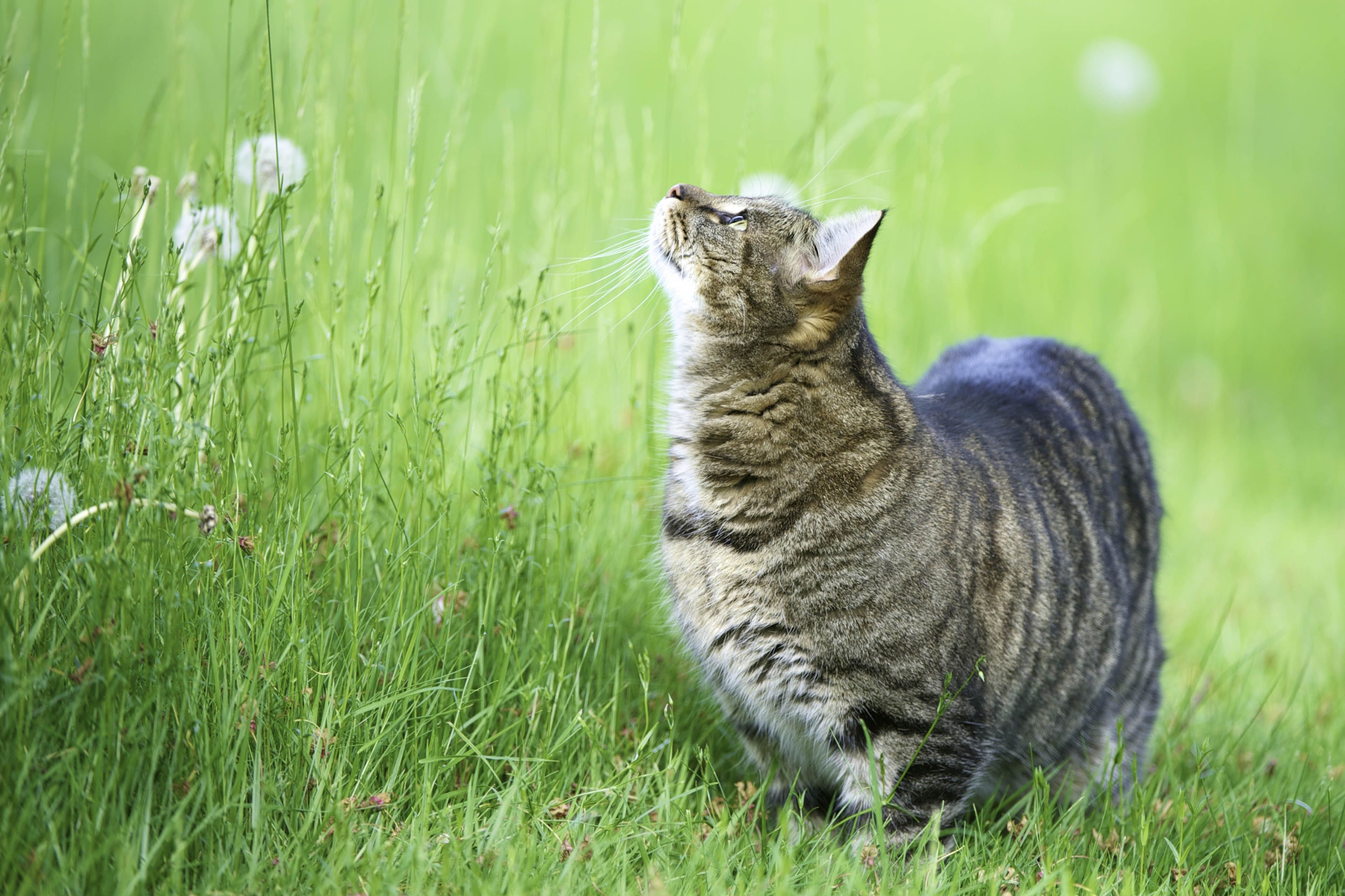 Descarga gratis la imagen Gato, Gatos, Animales en el escritorio de tu PC