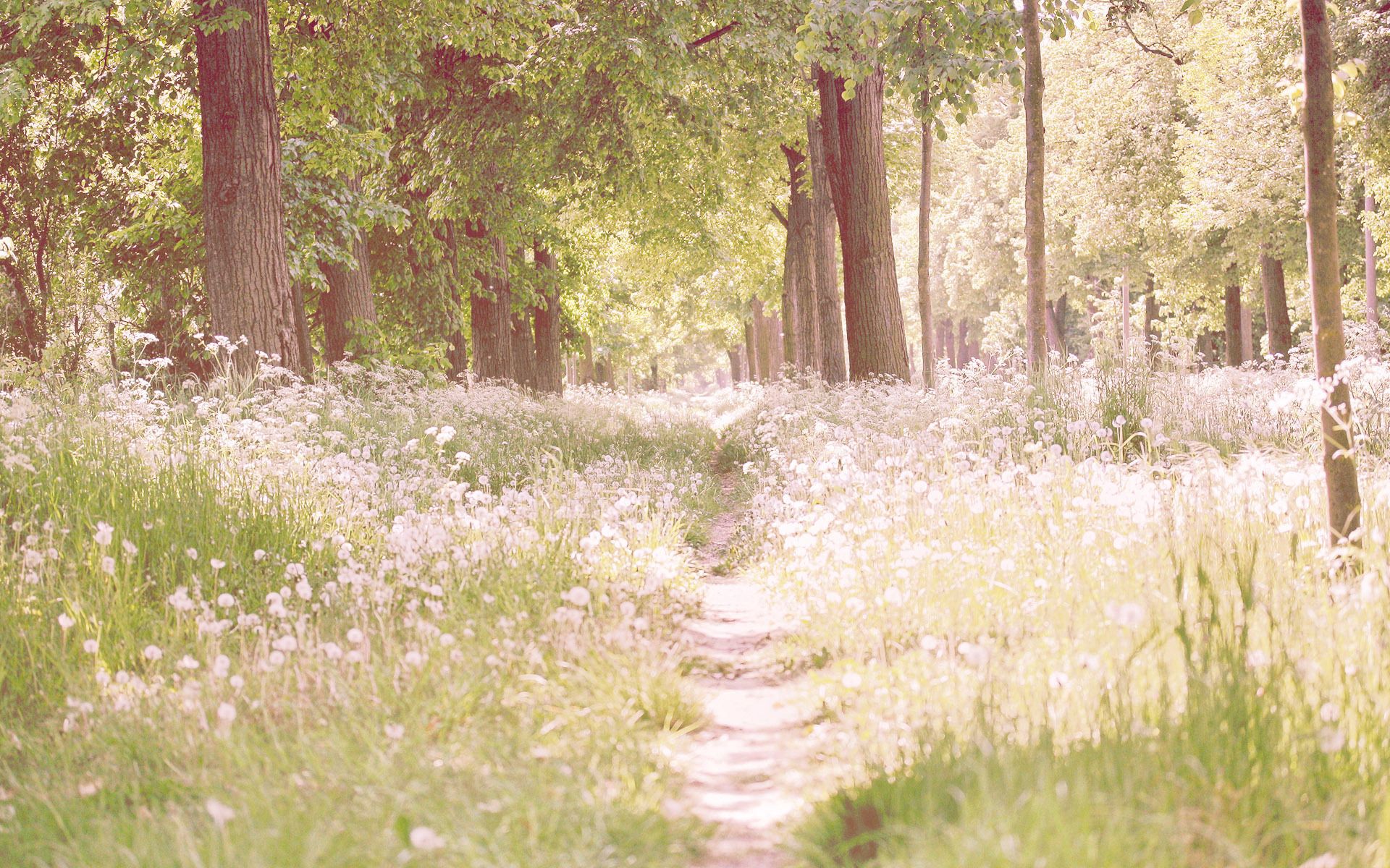 Download mobile wallpaper Trees, Path, Flowers, Shine, Nature, Light for free.