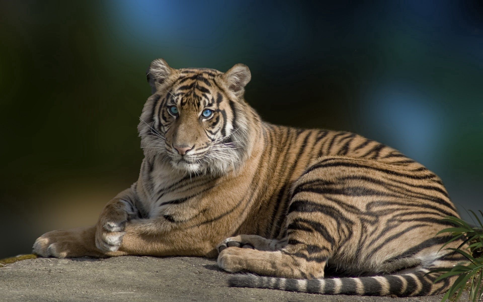 tiger, animals, to lie down, lie, beautiful, predator, big cat, grace