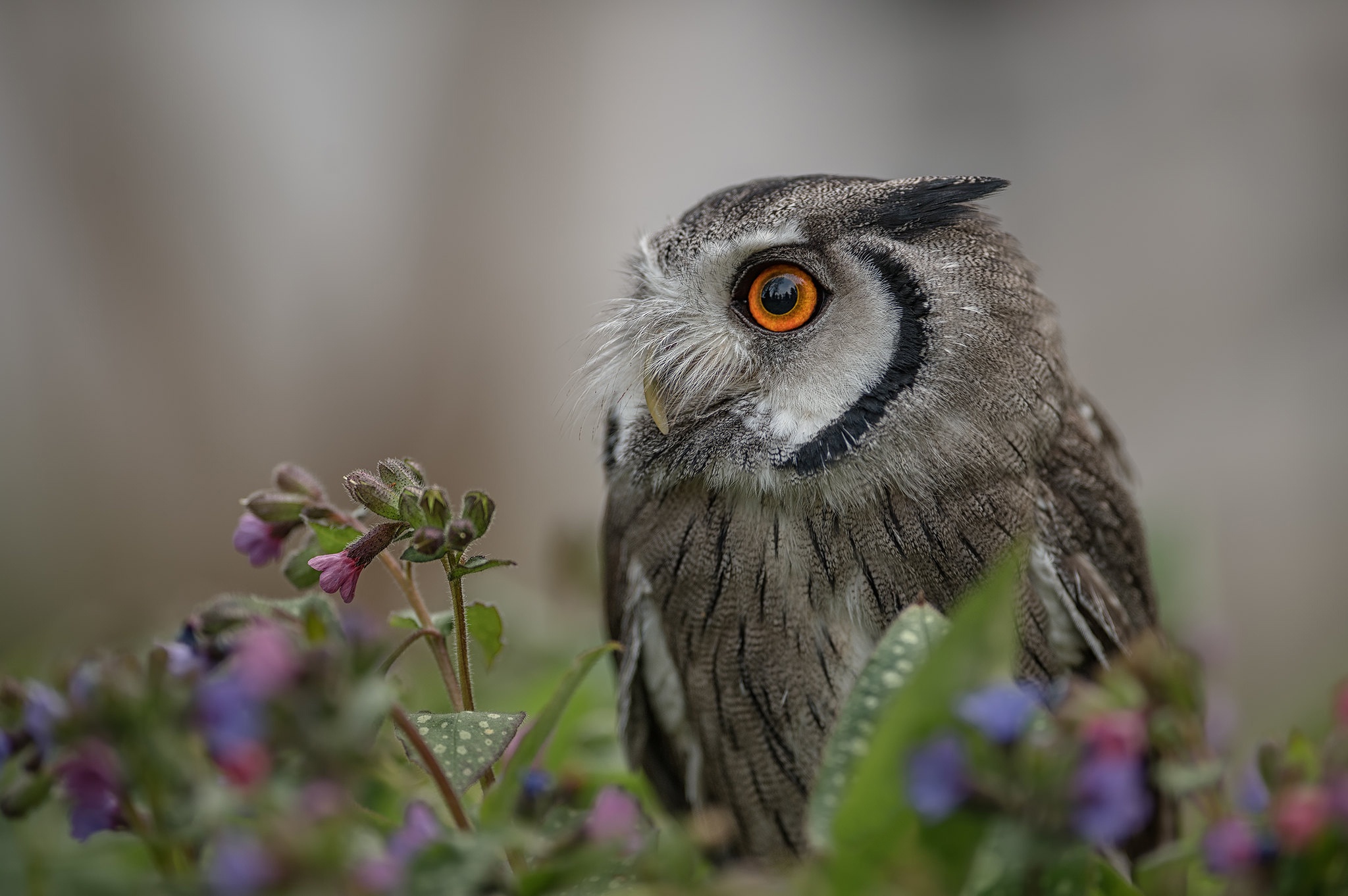 Descarga gratuita de fondo de pantalla para móvil de Animales, Búho, Flor, Aves, Ave.