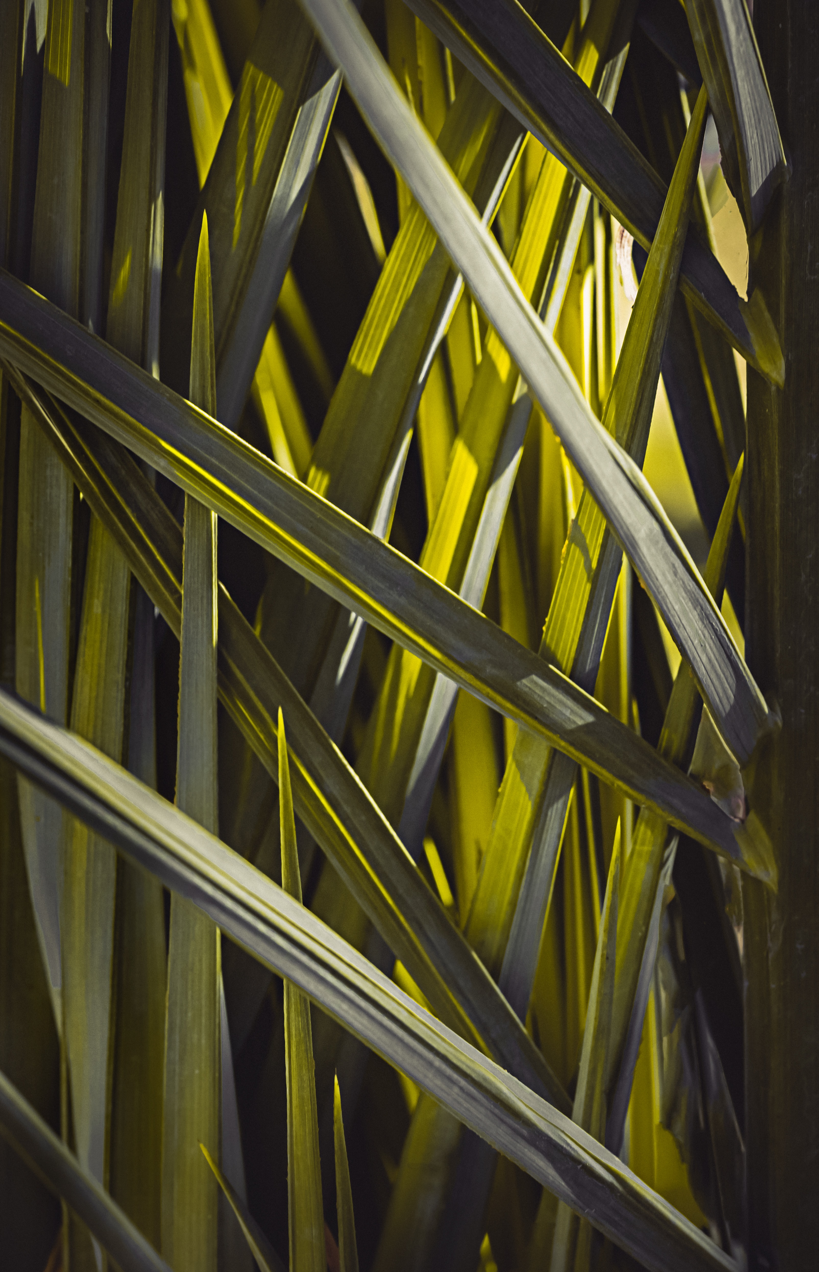 Free download wallpaper Grass, Macro, Leaves on your PC desktop