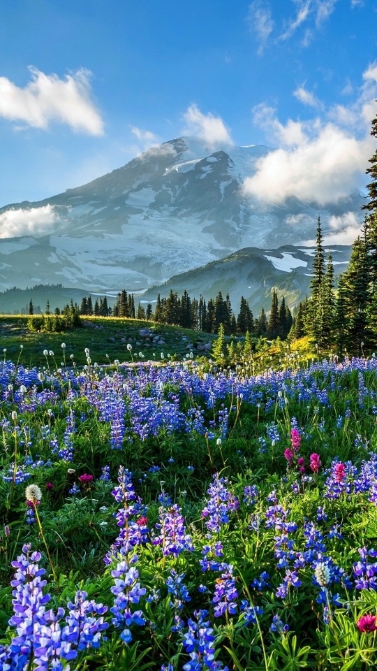 mount rainier, earth, flower, lupine, purple flower, field, mountain, mountains