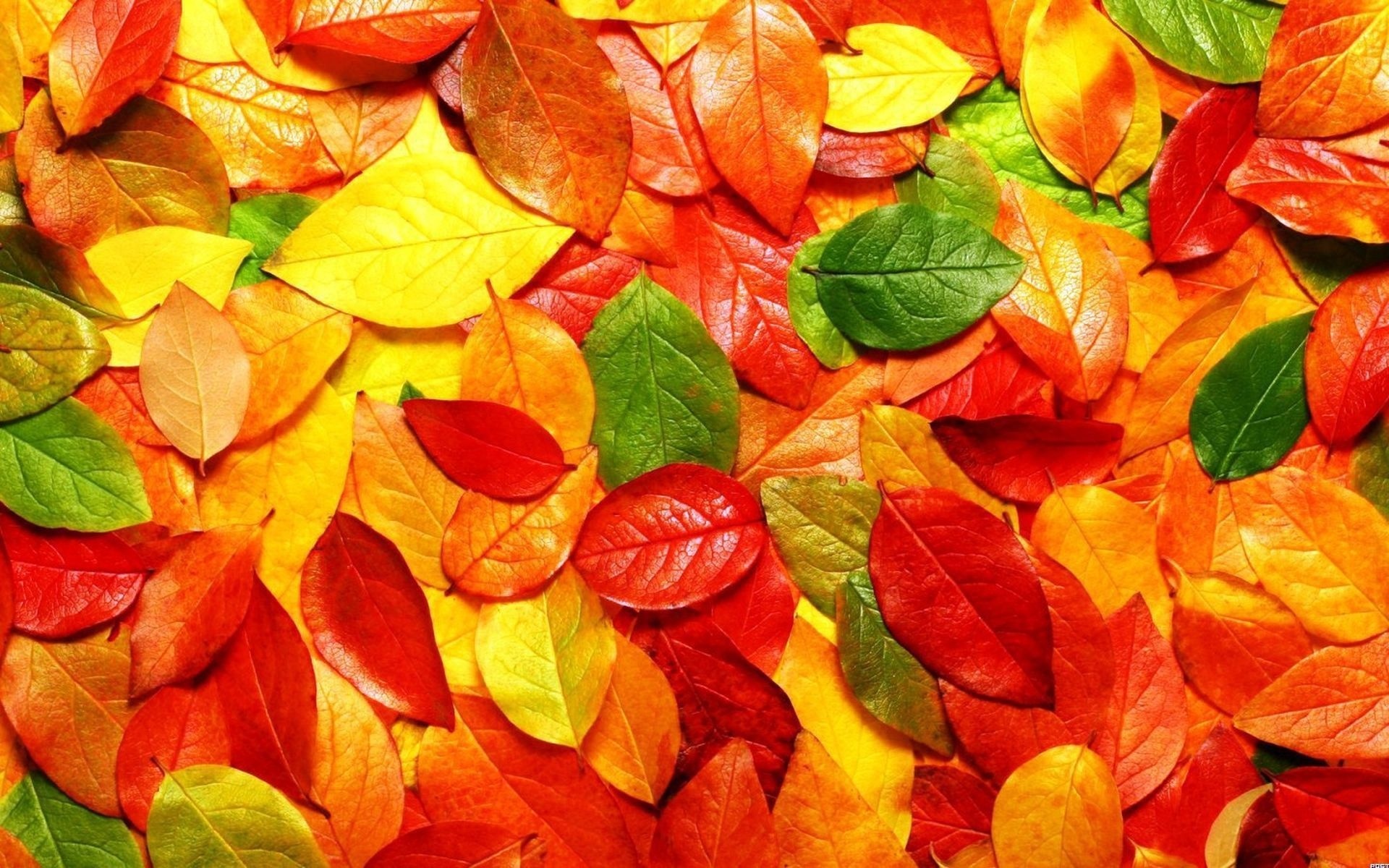 無料モバイル壁紙秋, 葉, 地球をダウンロードします。