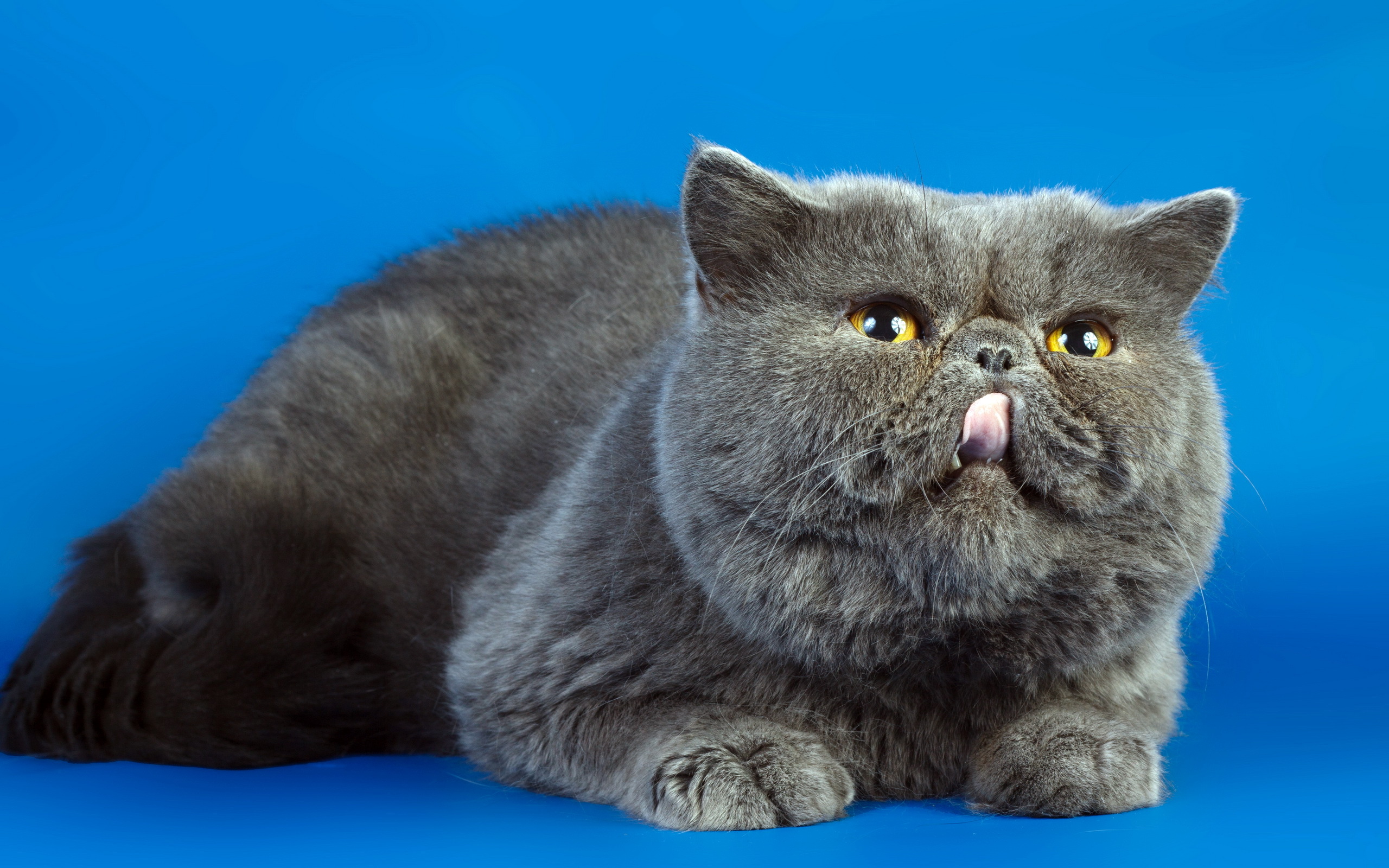 Baixe gratuitamente a imagem Animais, Gatos, Gato na área de trabalho do seu PC