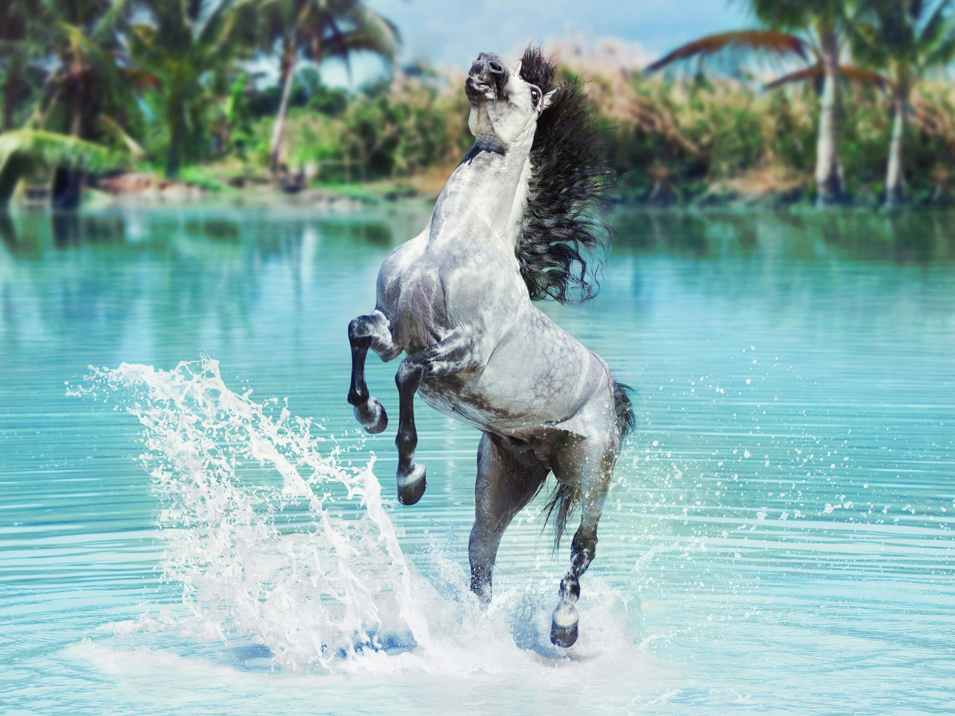 Download mobile wallpaper Water, Splash, Animal, Horse for free.
