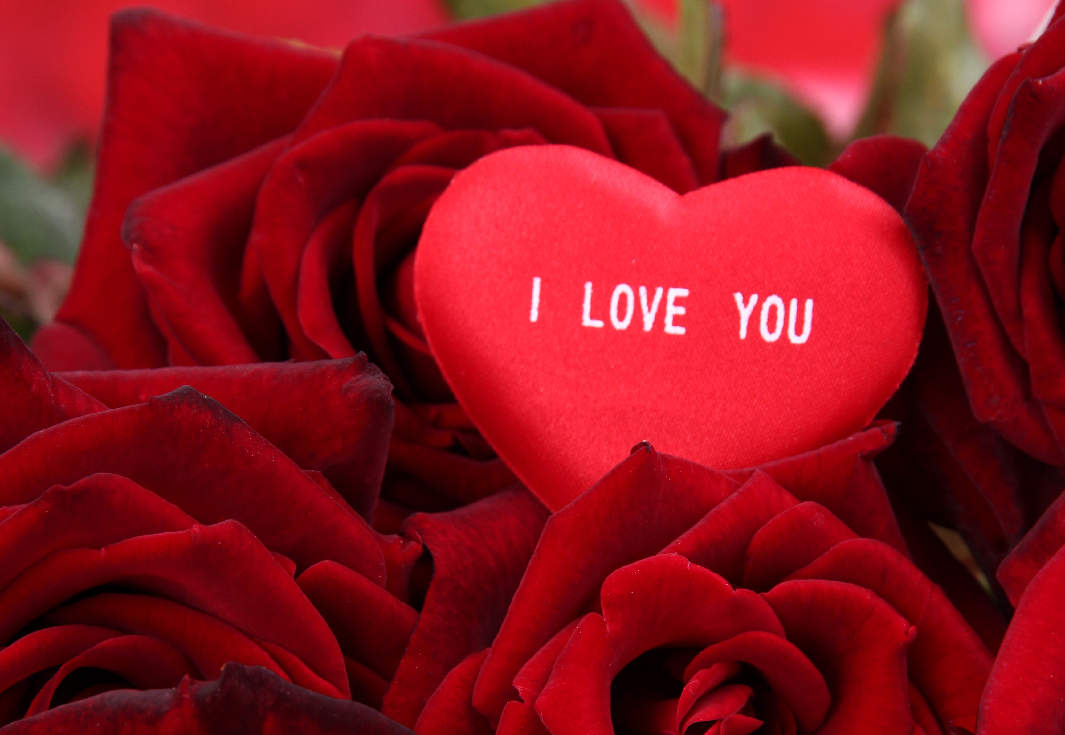 Скачать обои бесплатно Цветок, Сердце, Красная Роза, День Святого Валентина, Праздничные картинка на рабочий стол ПК