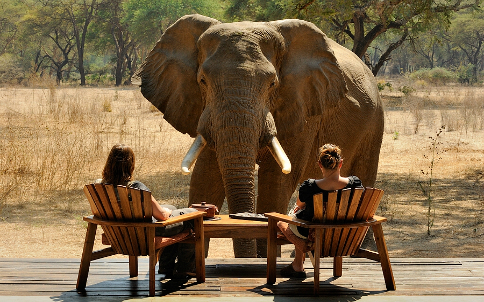 43384 télécharger l'image elephants, animaux, orange - fonds d'écran et économiseurs d'écran gratuits