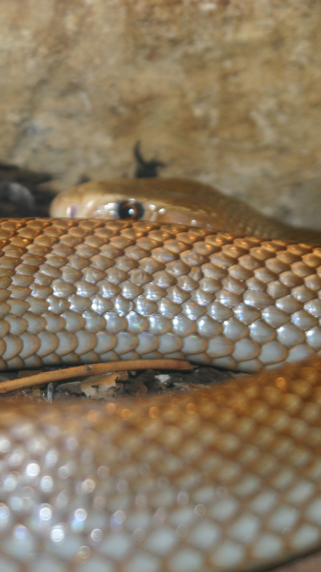 1146616 télécharger le fond d'écran animaux, taïpan, reptiles - économiseurs d'écran et images gratuitement