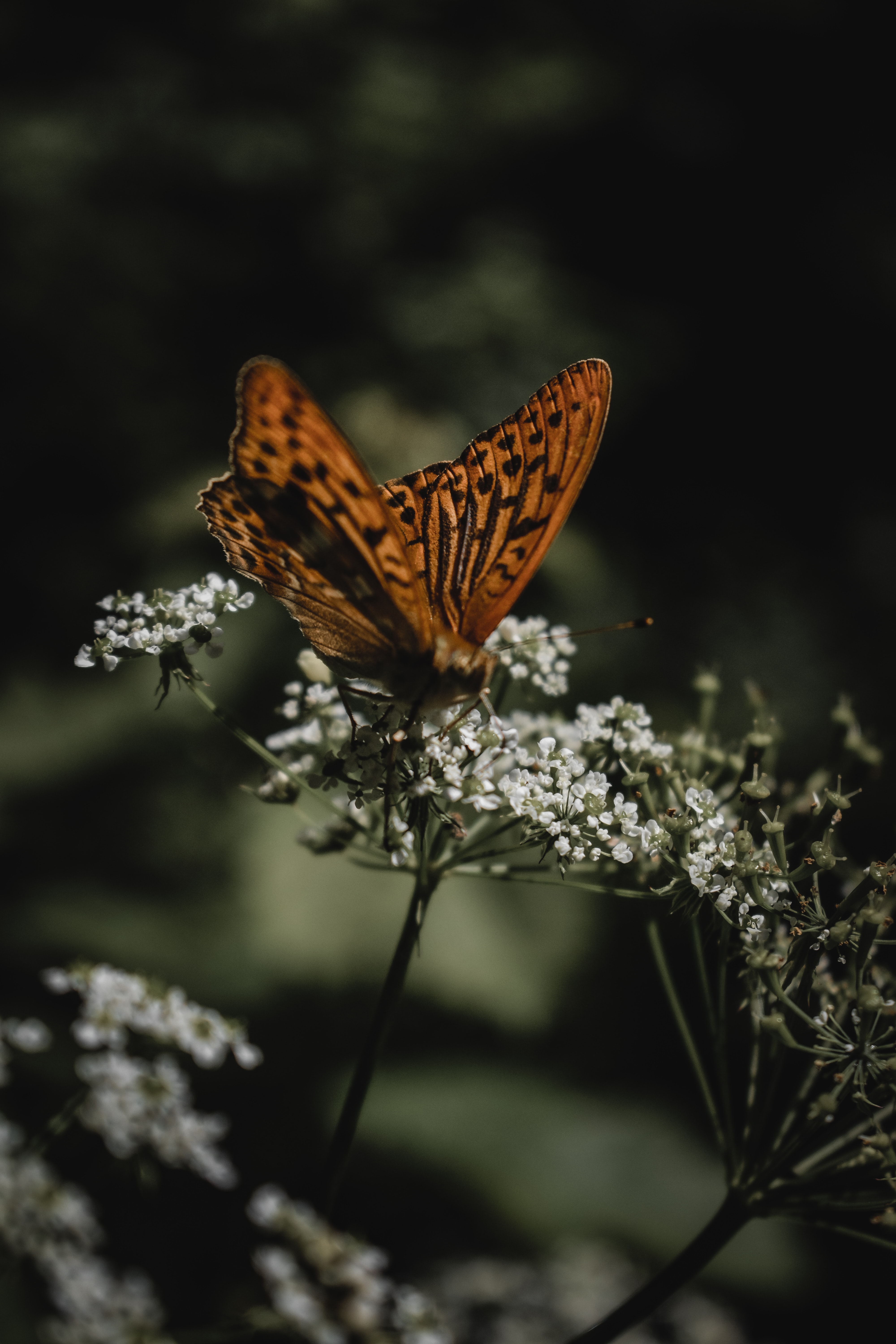 butterfly, animals, flowers, macro, pattern, wings 8K