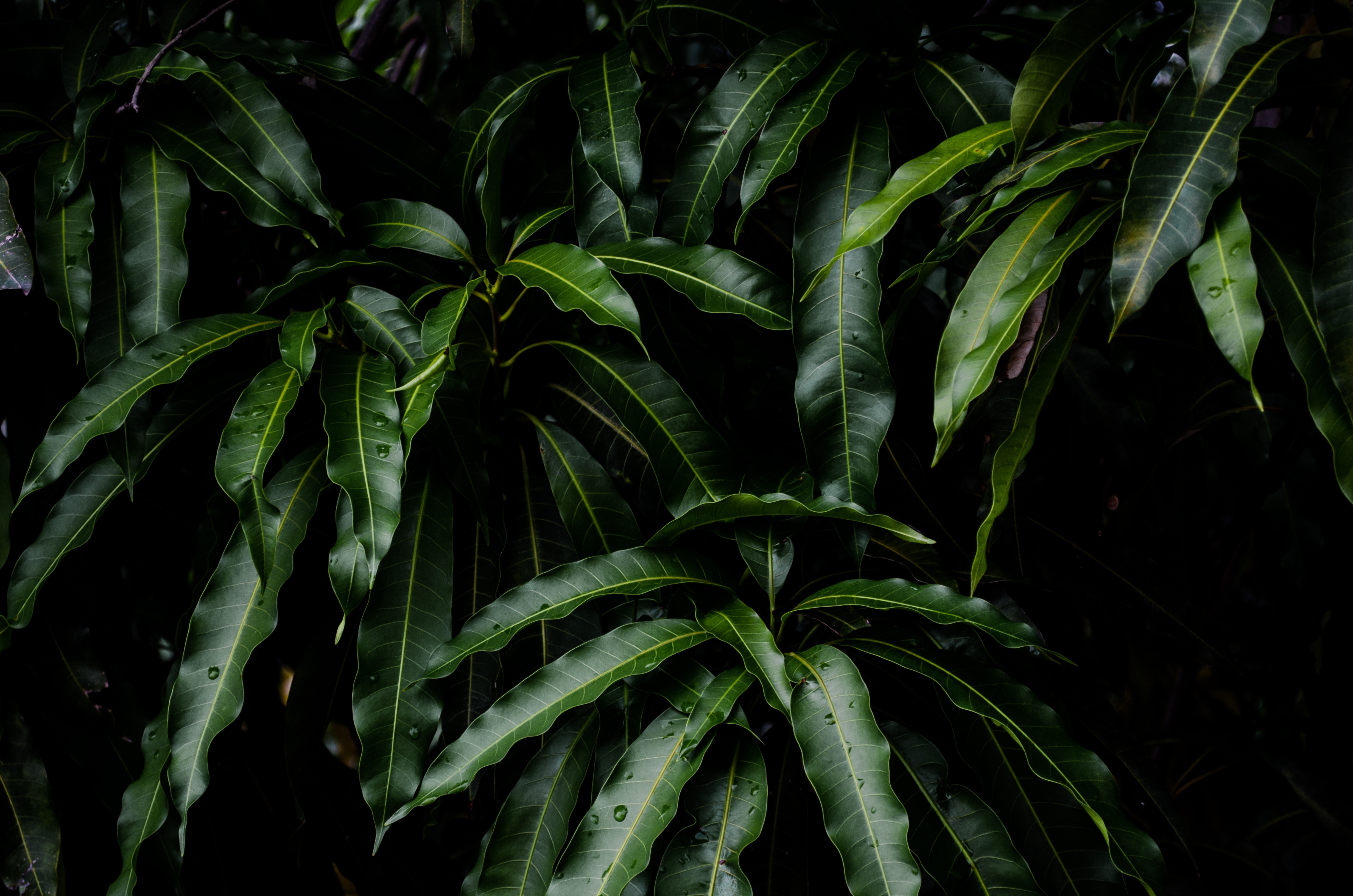PCデスクトップに植物, 自然, 葉, 工場, マンゴー画像を無料でダウンロード