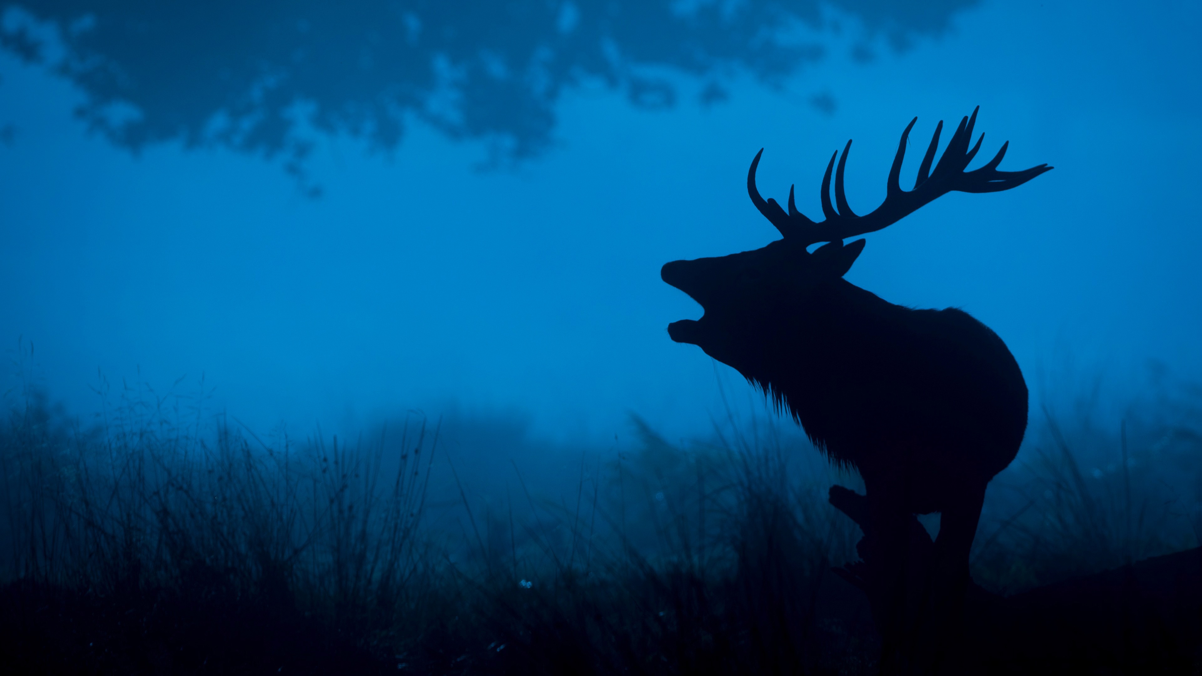 Free download wallpaper Night, Silhouette, Animal, Deer on your PC desktop