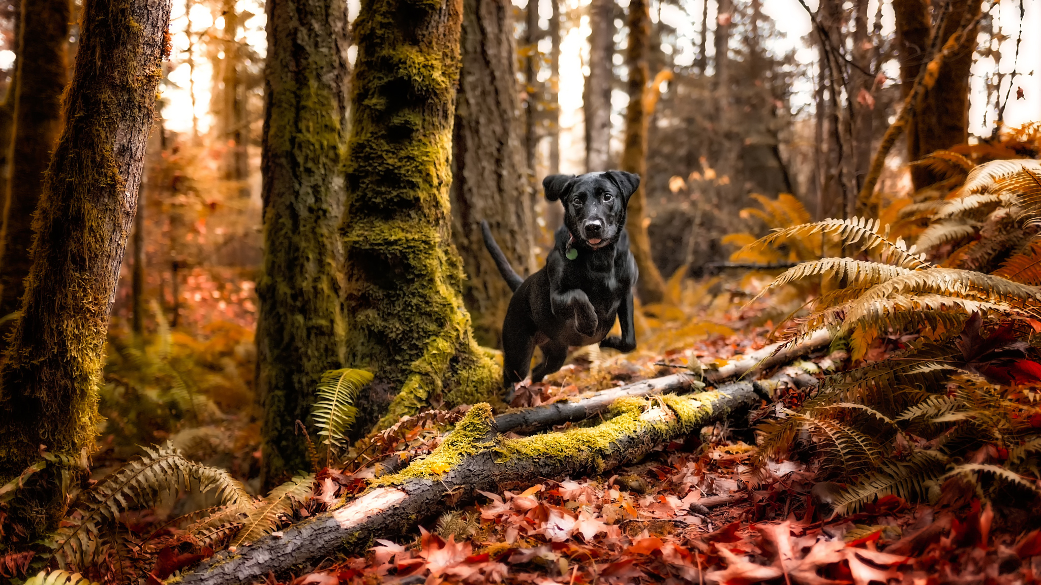 Handy-Wallpaper Tiere, Hunde, Herbst, Farne, Wald, Hund kostenlos herunterladen.