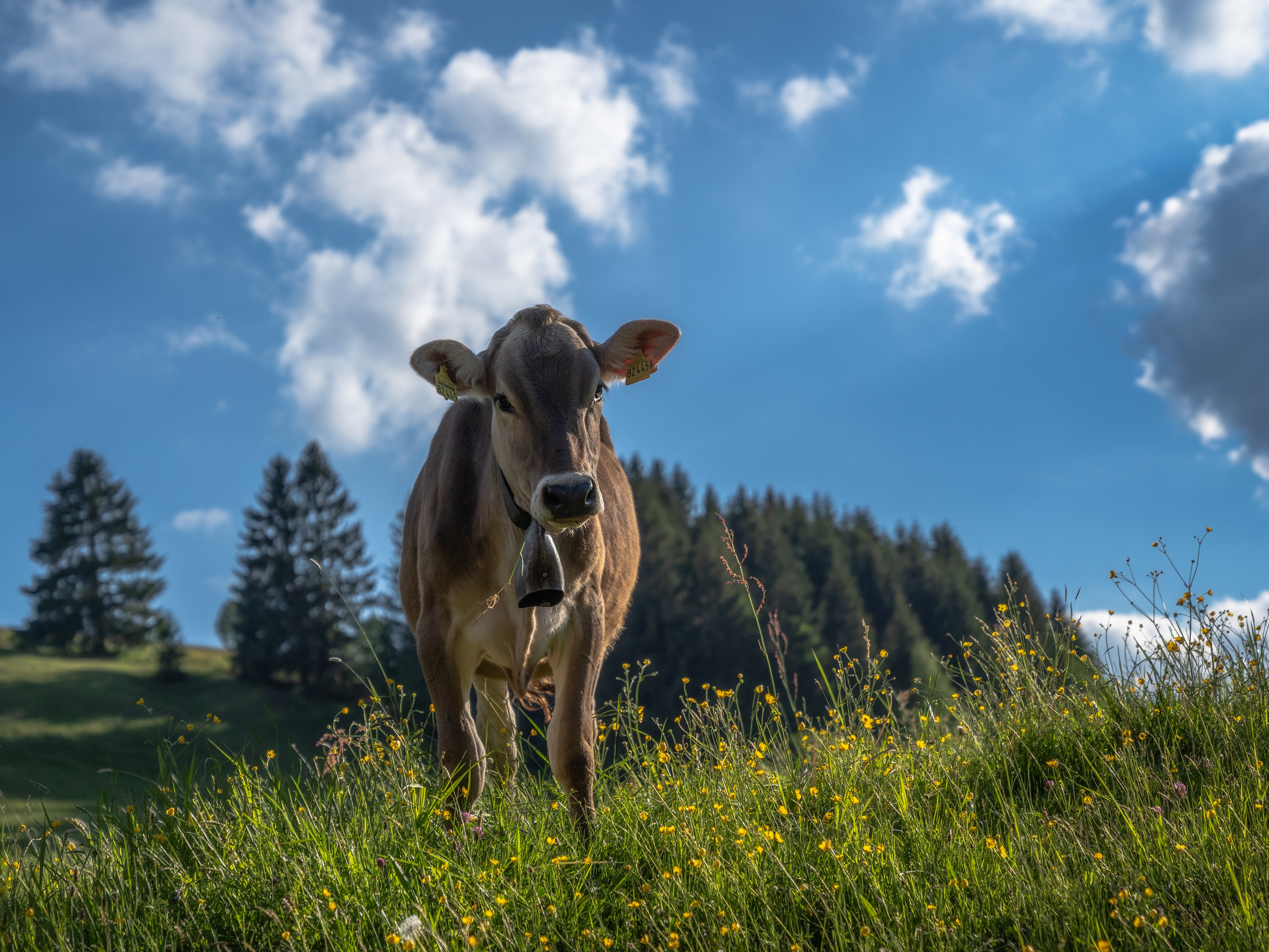 Free download wallpaper Animal, Cow on your PC desktop