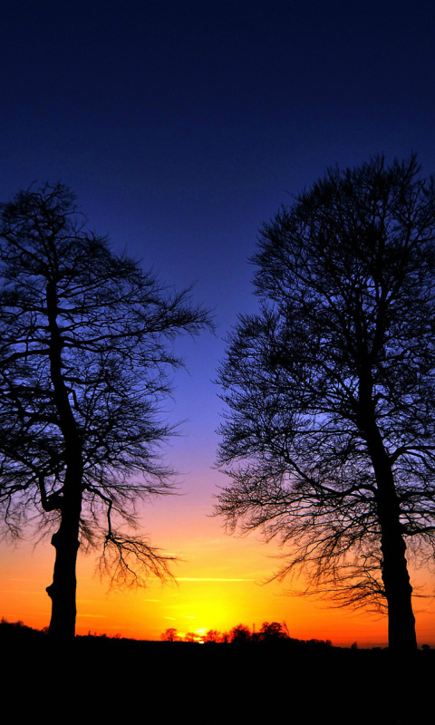 Download mobile wallpaper Nature, Sky, Silhouette, Tree, Sunrise, Earth for free.