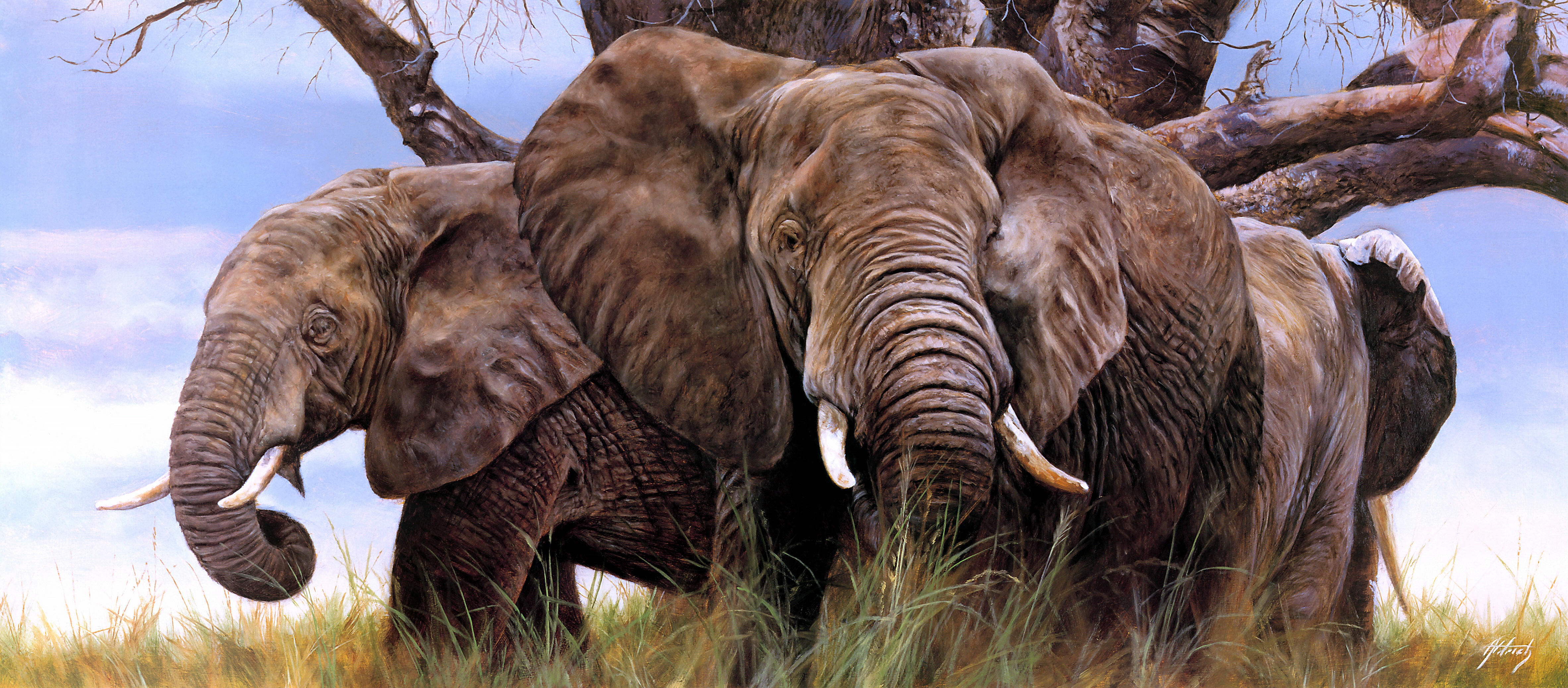 Скачать картинку Животные, Слоны, Африканский Слон в телефон бесплатно.