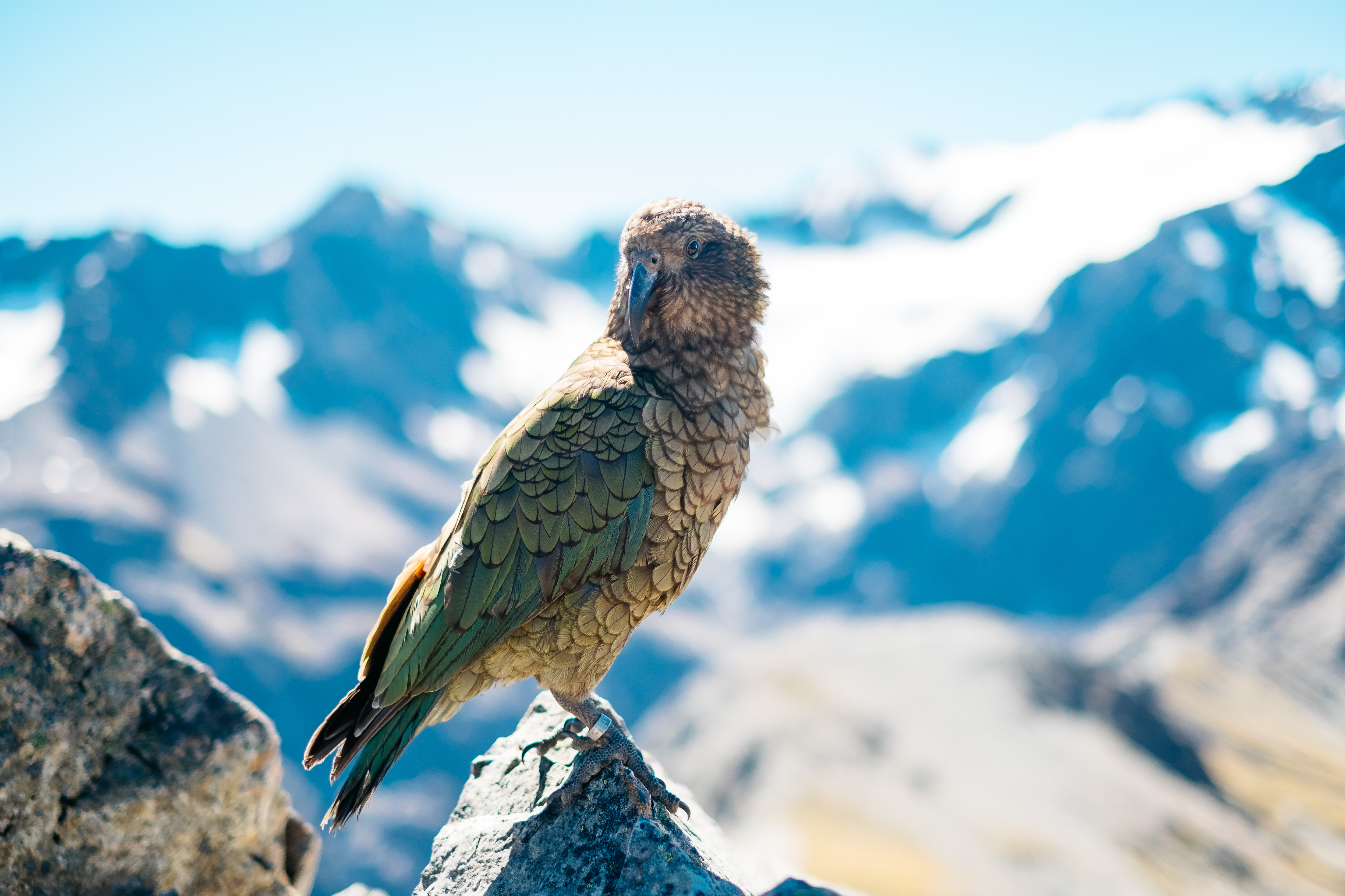 Download mobile wallpaper Animals, Mountains, Beak, Predator, Bird for free.