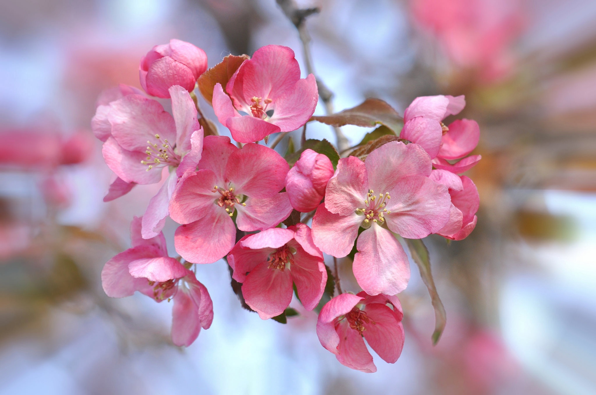 Download mobile wallpaper Nature, Flowers, Flower, Blur, Earth, Spring, Cherry Blossom, Blossom, Pink Flower for free.