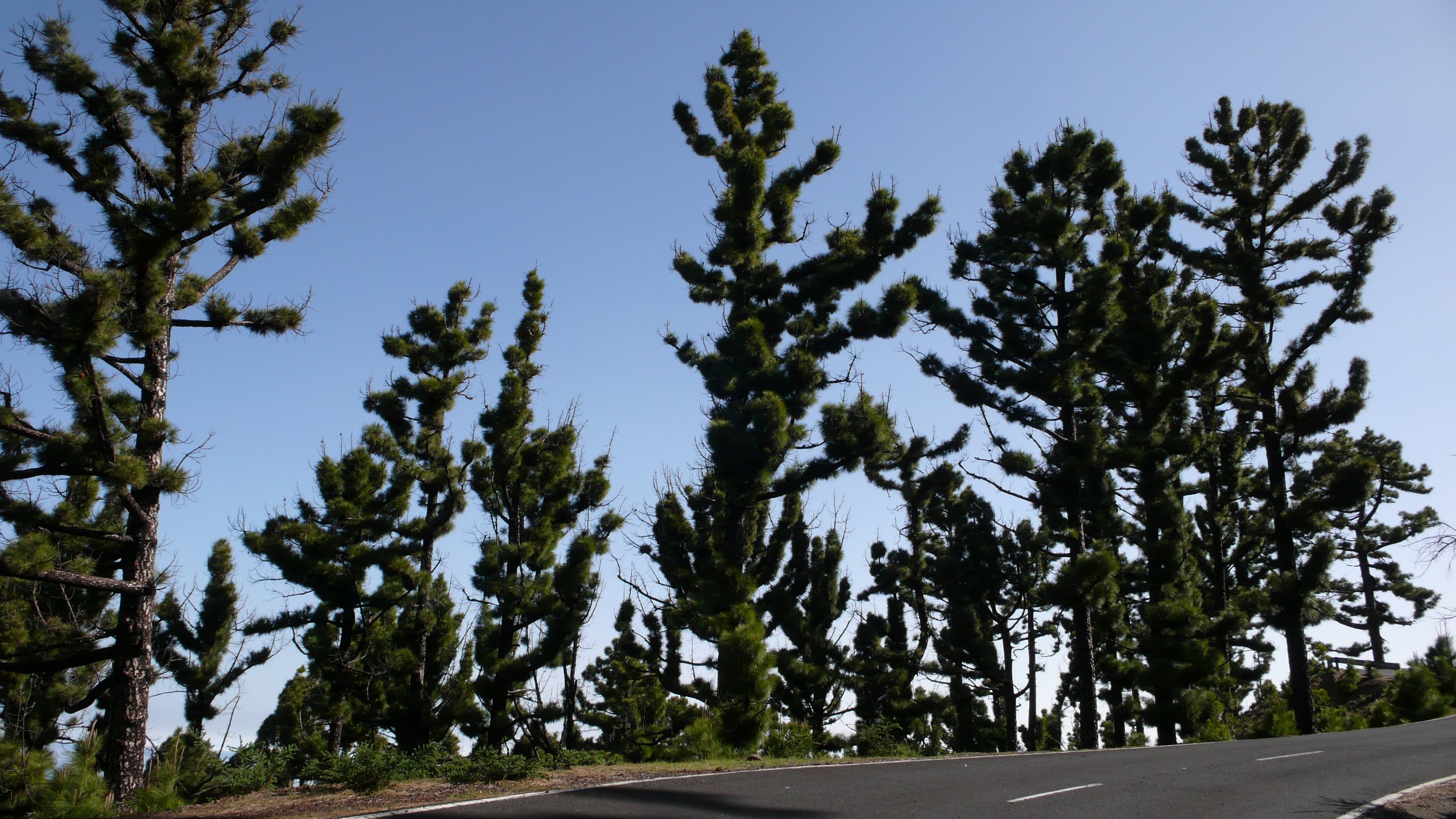 Laden Sie das Baum, Erde/natur-Bild kostenlos auf Ihren PC-Desktop herunter