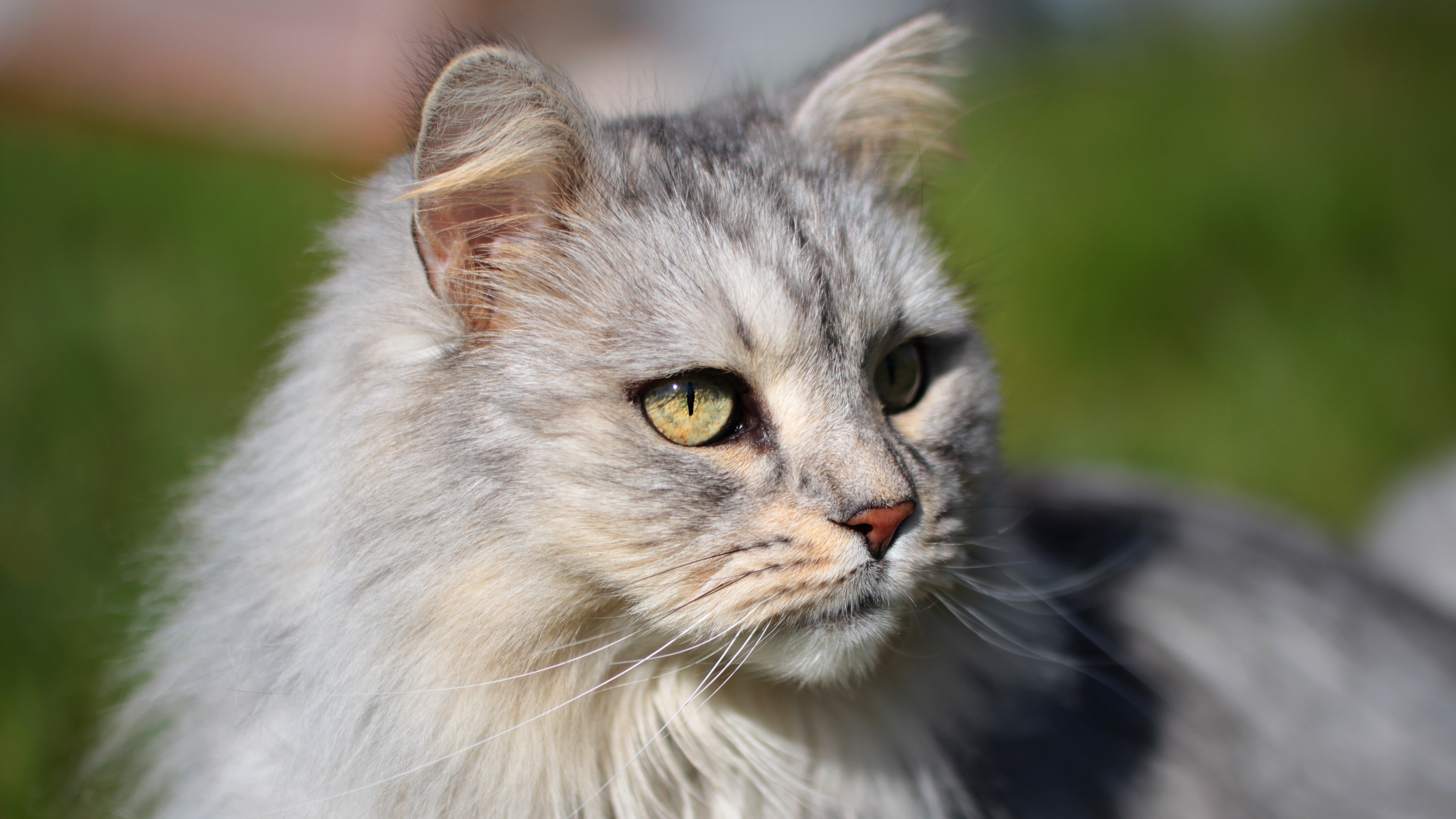 Téléchargez des papiers peints mobile Animaux, Chat gratuitement.