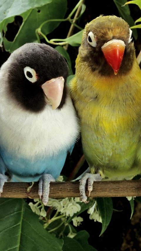 Download mobile wallpaper Birds, Bird, Animal, Lovebird for free.