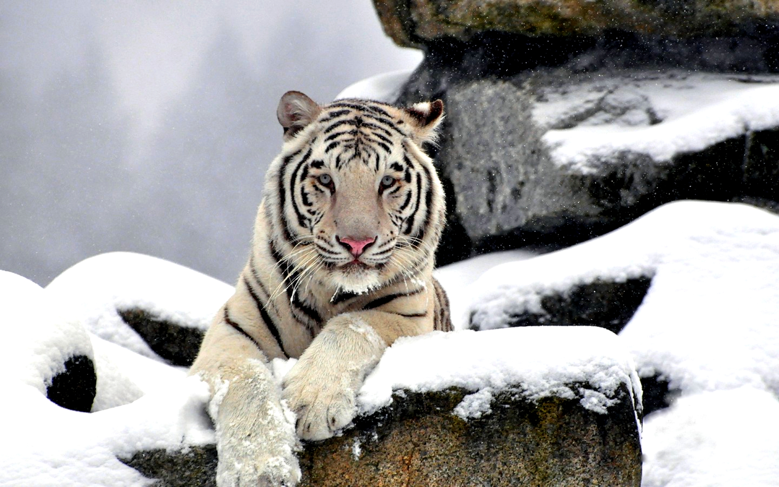 Free download wallpaper Cats, Animal, White Tiger on your PC desktop