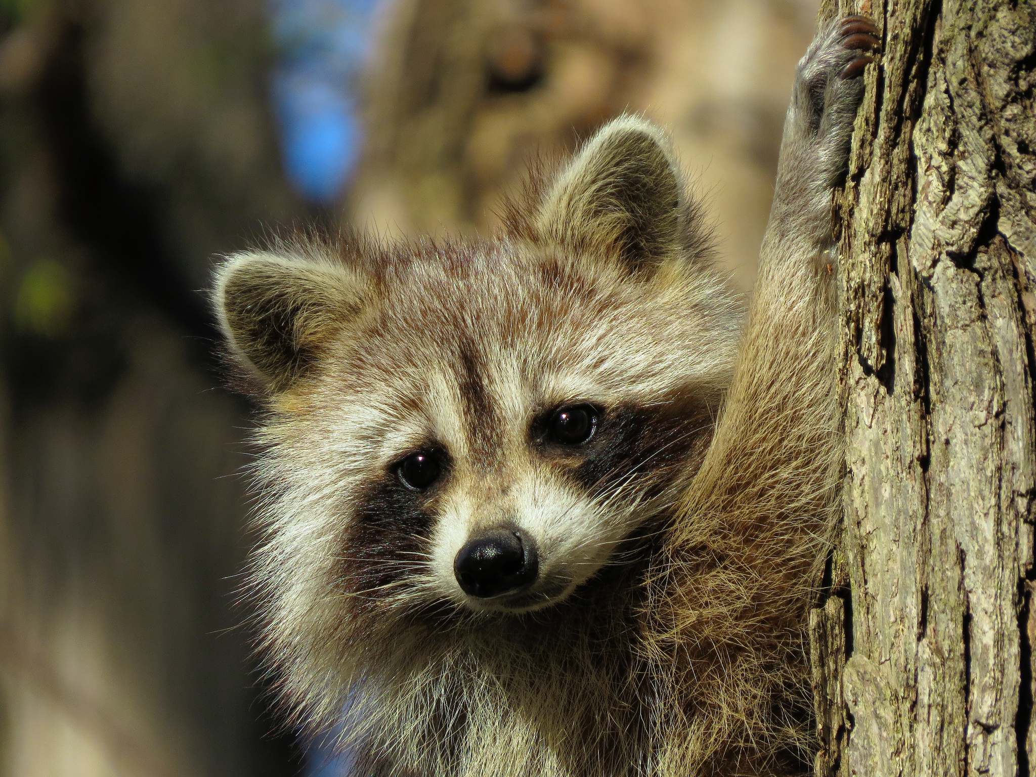 Images & Pictures  Raccoon