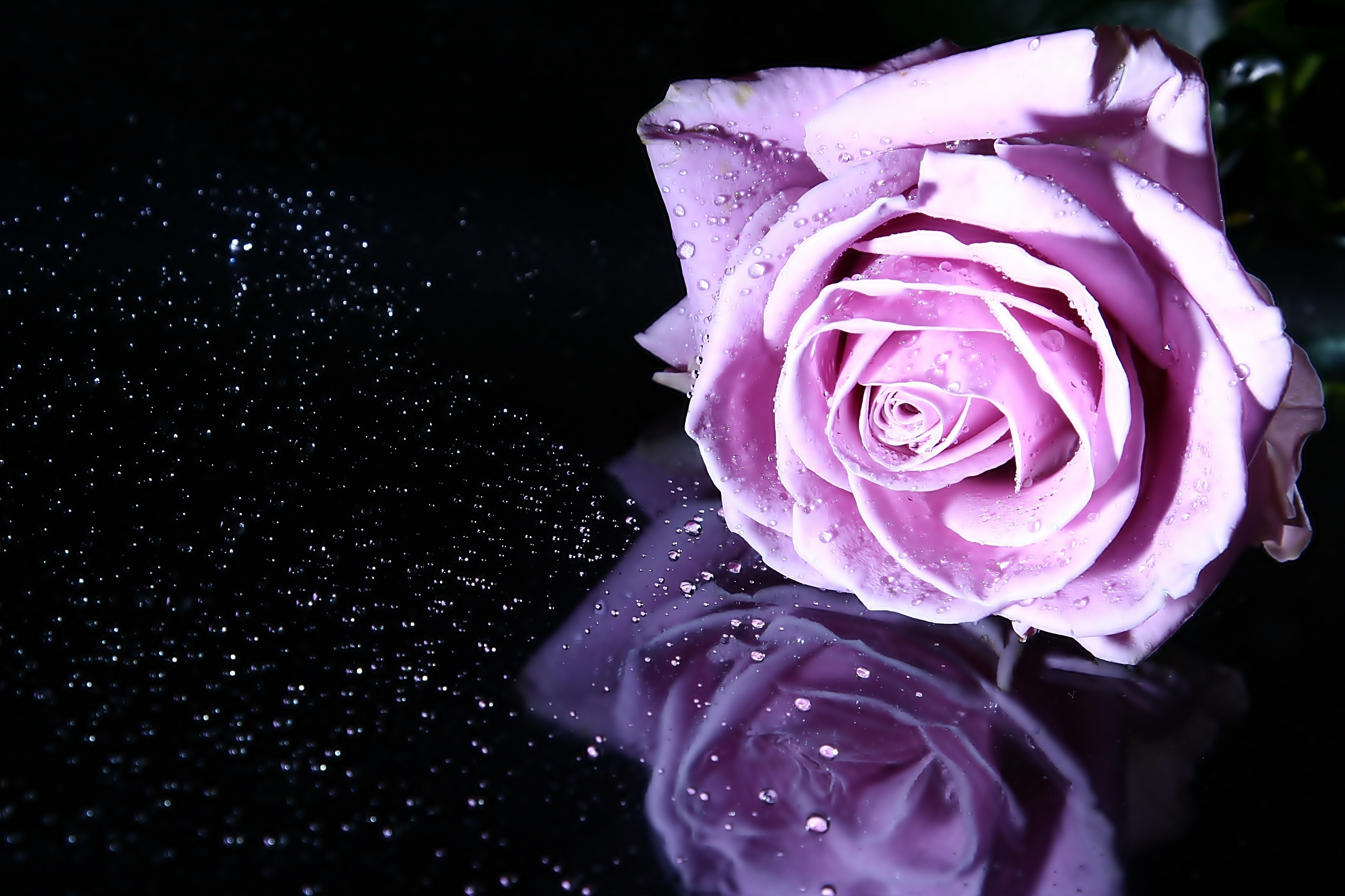 無料モバイル壁紙フラワーズ, 反射, 花, 薔薇, 閉じる, 地球, 水滴, ピンクの花をダウンロードします。