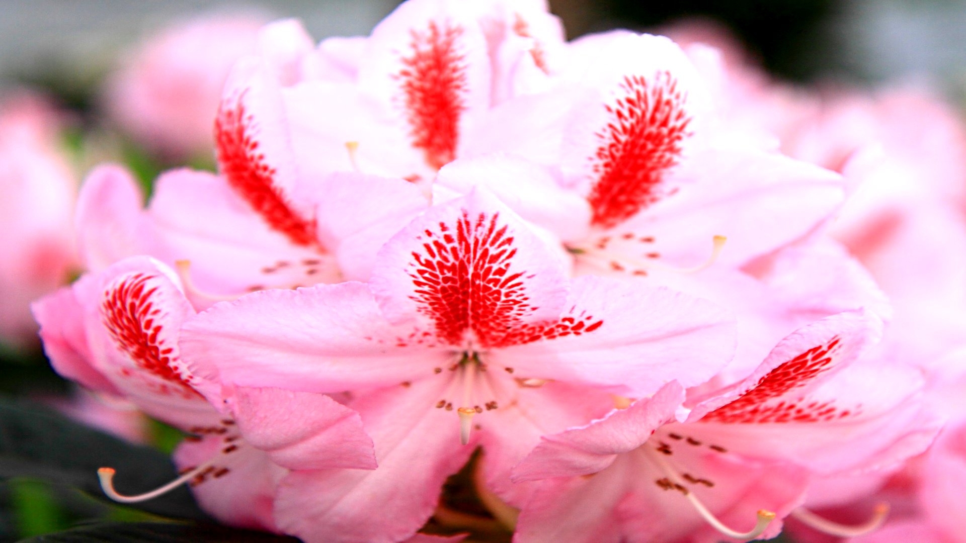 Descarga gratuita de fondo de pantalla para móvil de Flores, Flor, Tierra/naturaleza.