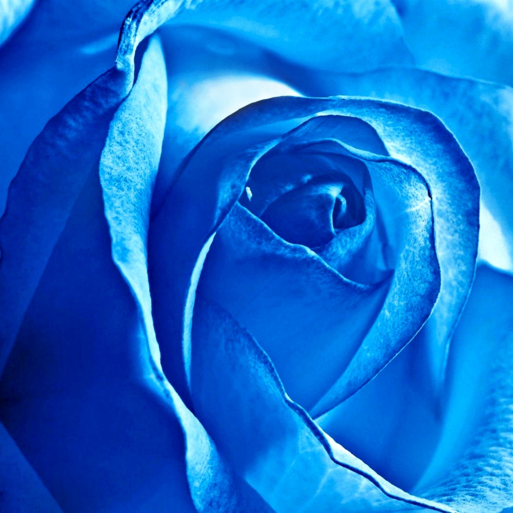 無料モバイル壁紙自然, フラワーズ, 花, 薔薇, 青い, 地球をダウンロードします。