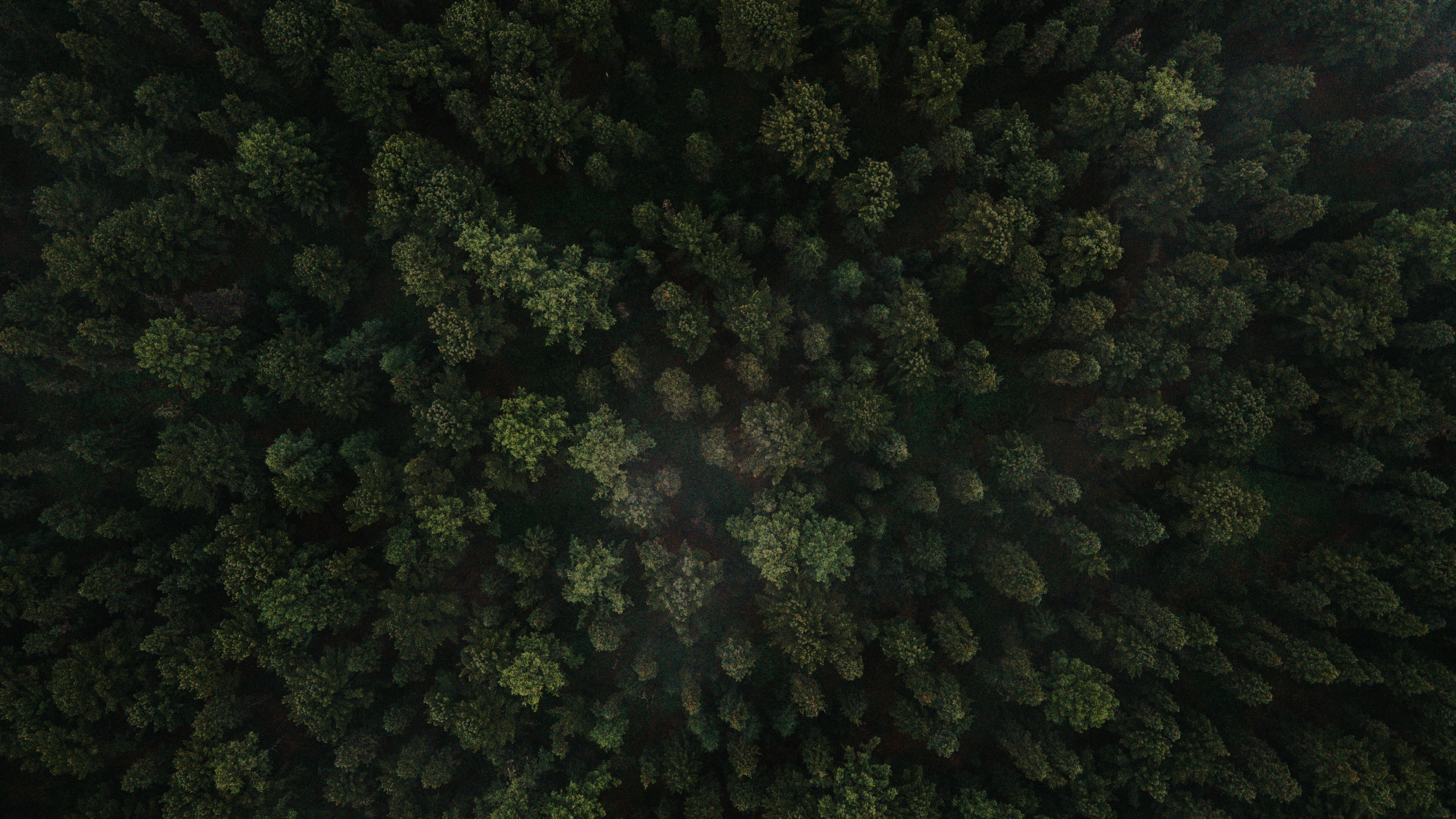 nature, trees, green, view from above, forest, spruce, fir