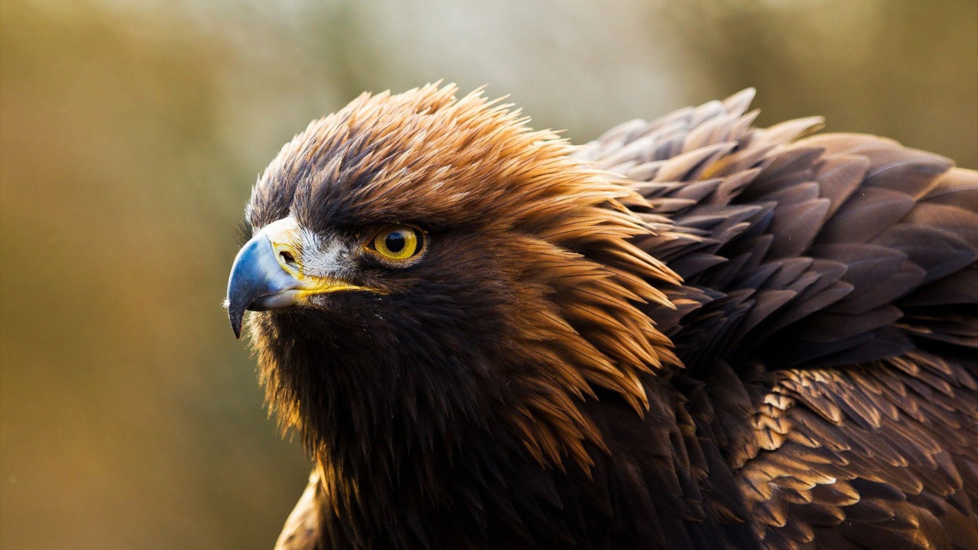 Free download wallpaper Birds, Bird, Close Up, Animal, Eagle on your PC desktop