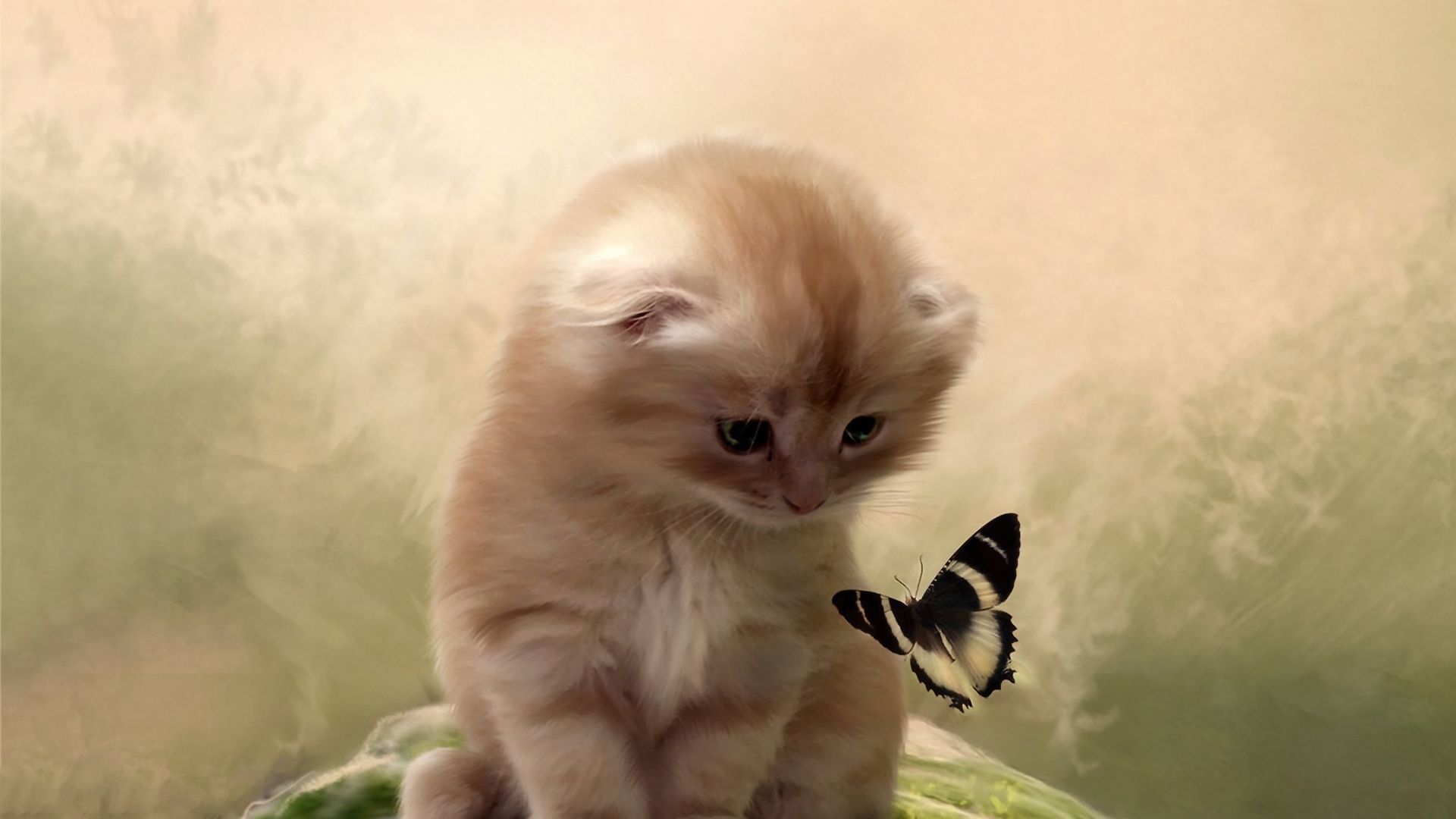 Download mobile wallpaper Cats, Cat, Kitten, Butterfly, Animal for free.