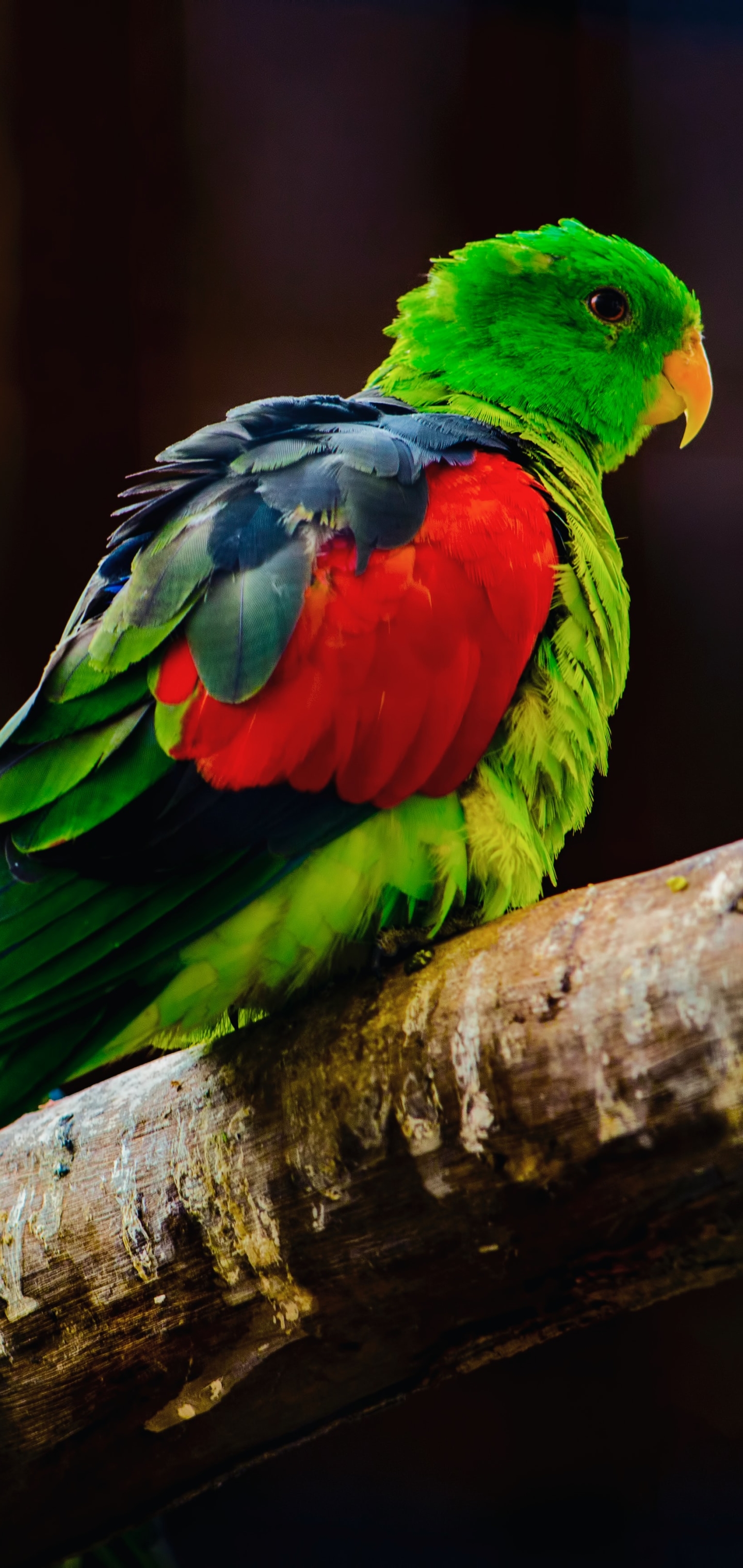 Baixe gratuitamente a imagem Animais, Aves, Pássaro, Papagaio na área de trabalho do seu PC