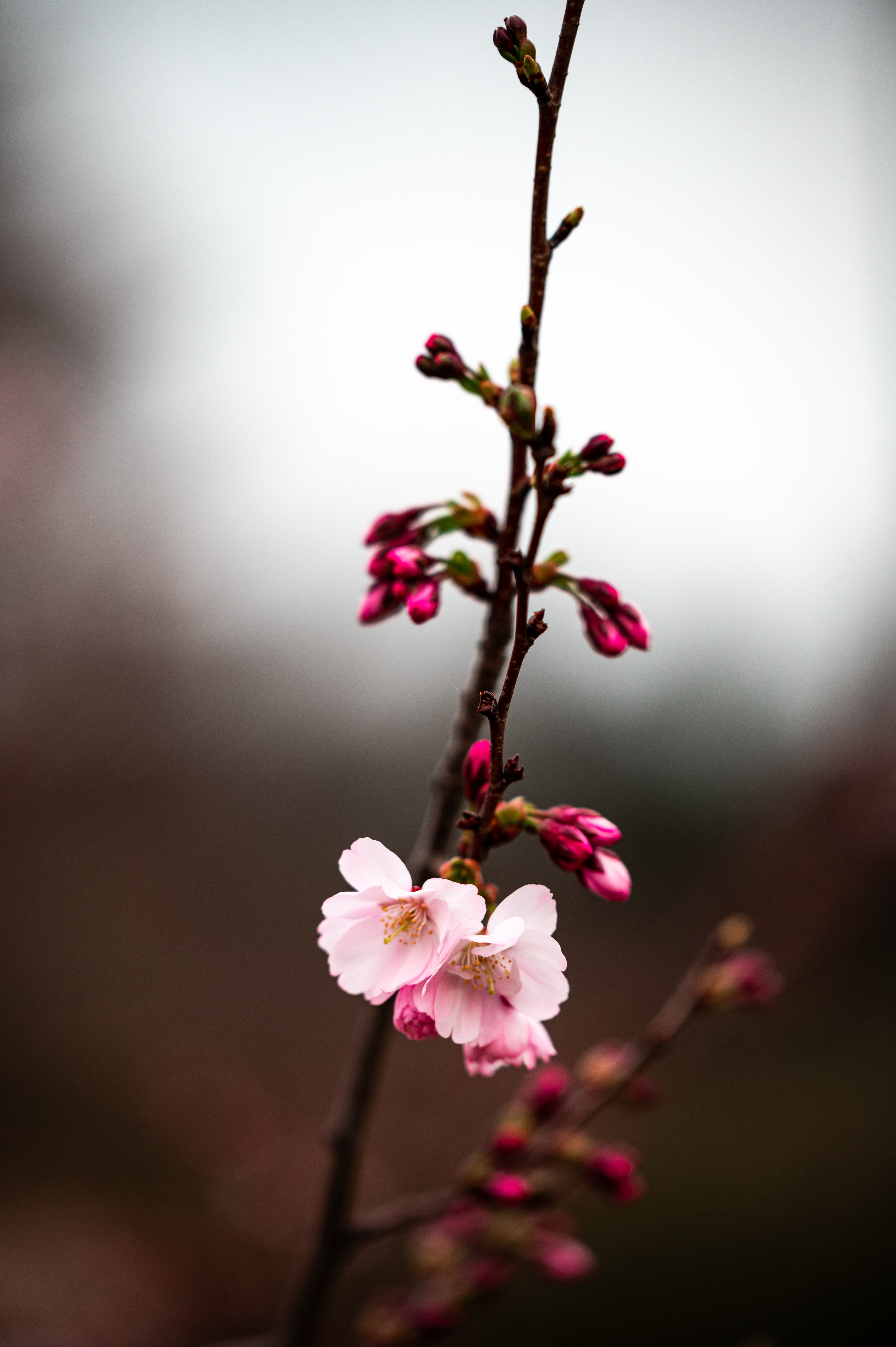 Free download wallpaper Flowers, Macro, Branch, Sakura on your PC desktop