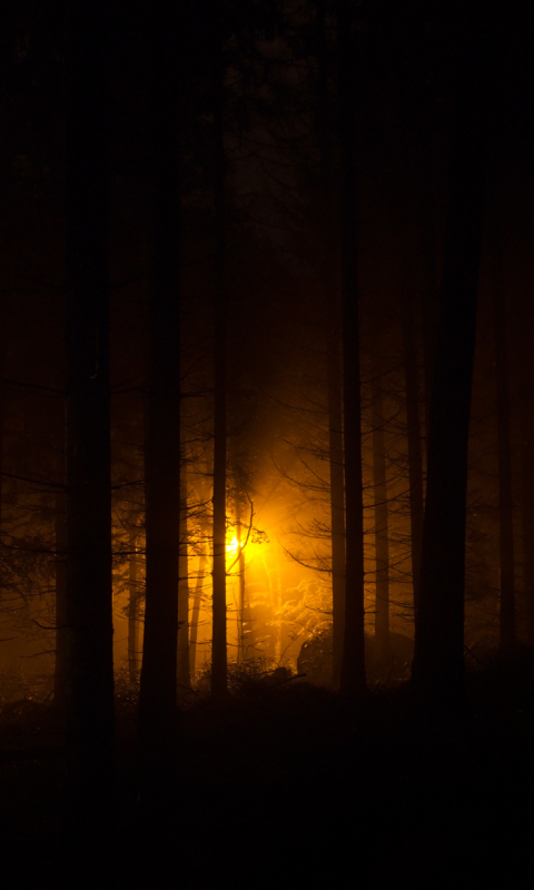 Download mobile wallpaper Dark, Forest for free.