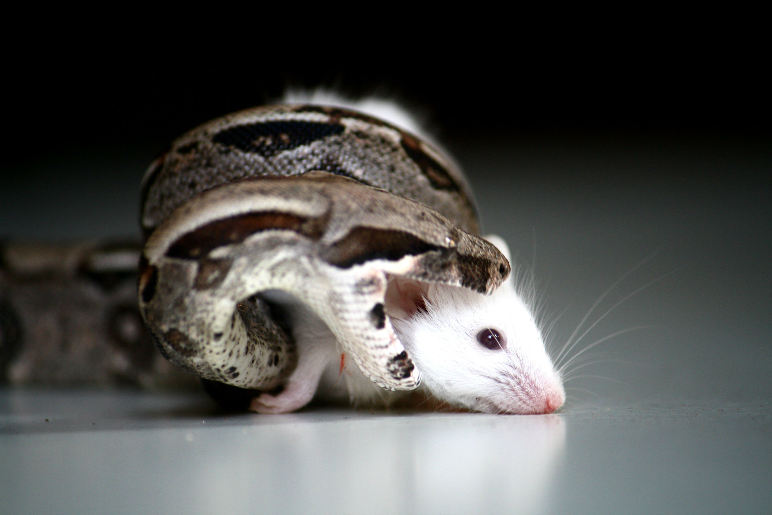 234128 descargar fondo de pantalla animales, serpiente, rata, reptiles: protectores de pantalla e imágenes gratis