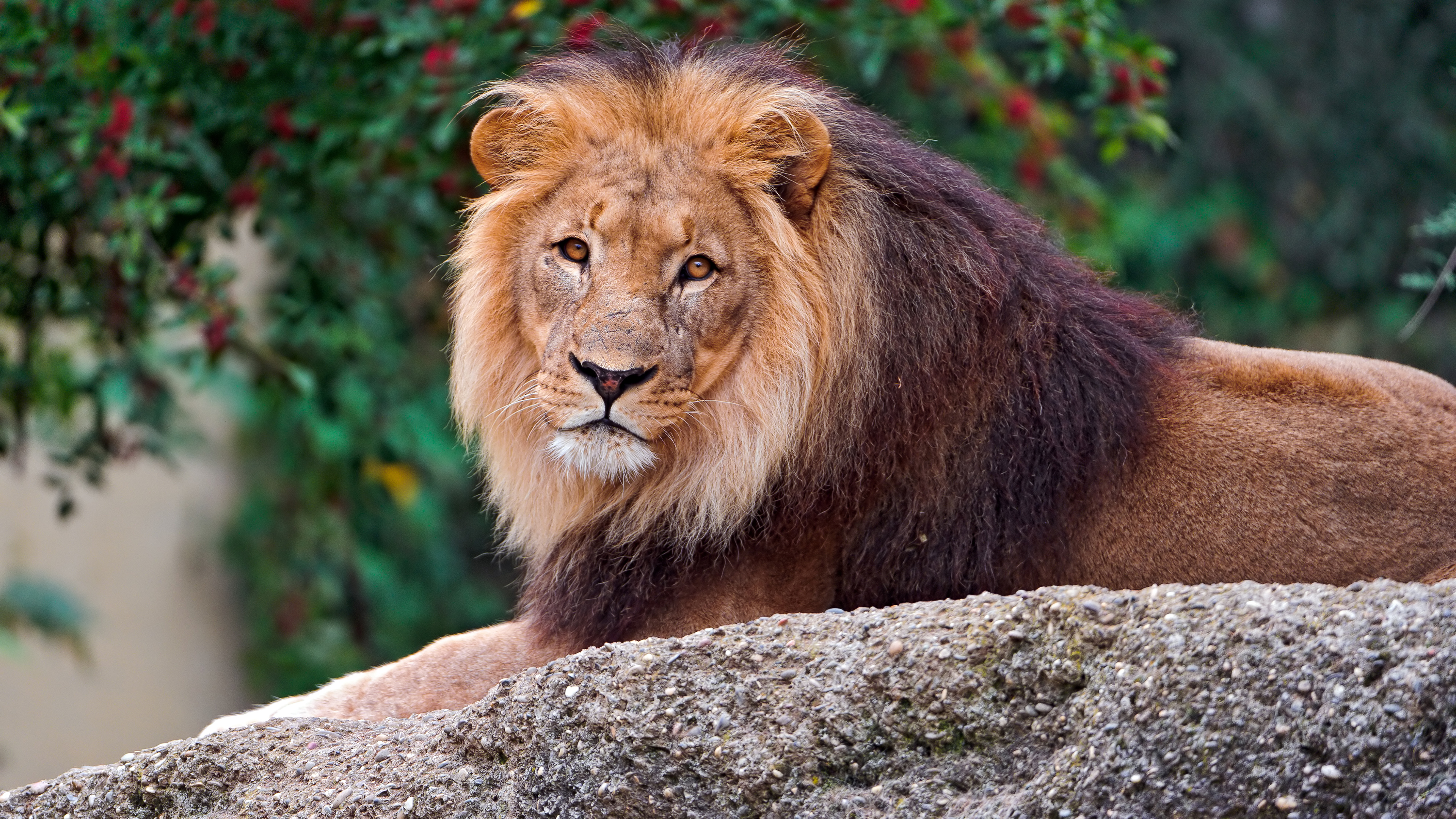 Téléchargez gratuitement l'image Lion, Chats, Animaux sur le bureau de votre PC