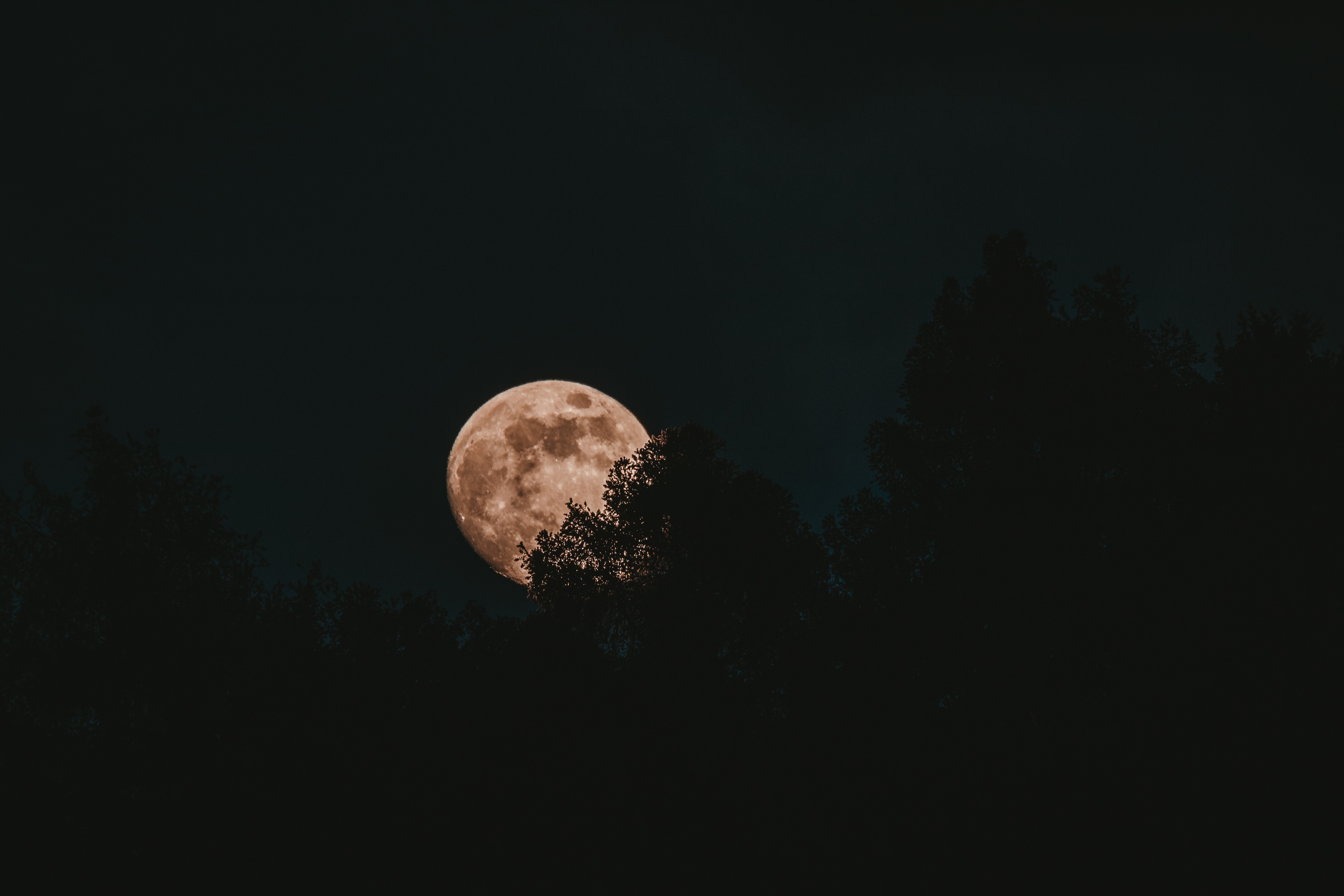 Download mobile wallpaper Full Moon, Trees, Moon, Night, Dark for free.