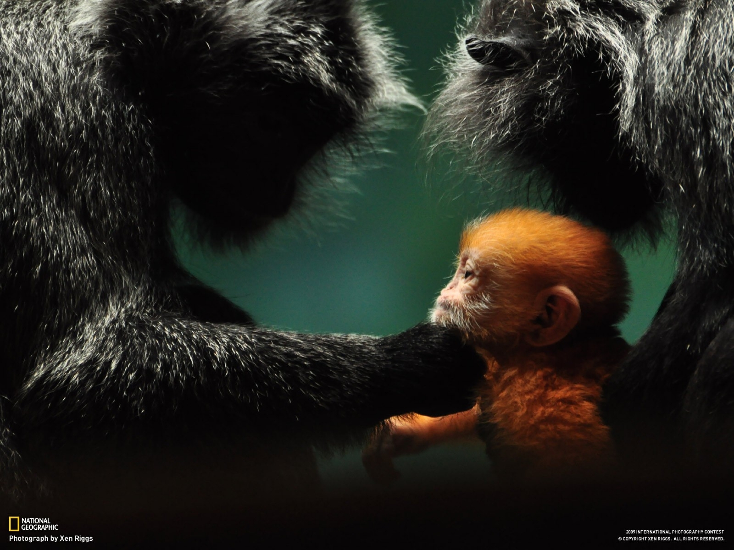 Laden Sie das Tiere, Affen-Bild kostenlos auf Ihren PC-Desktop herunter