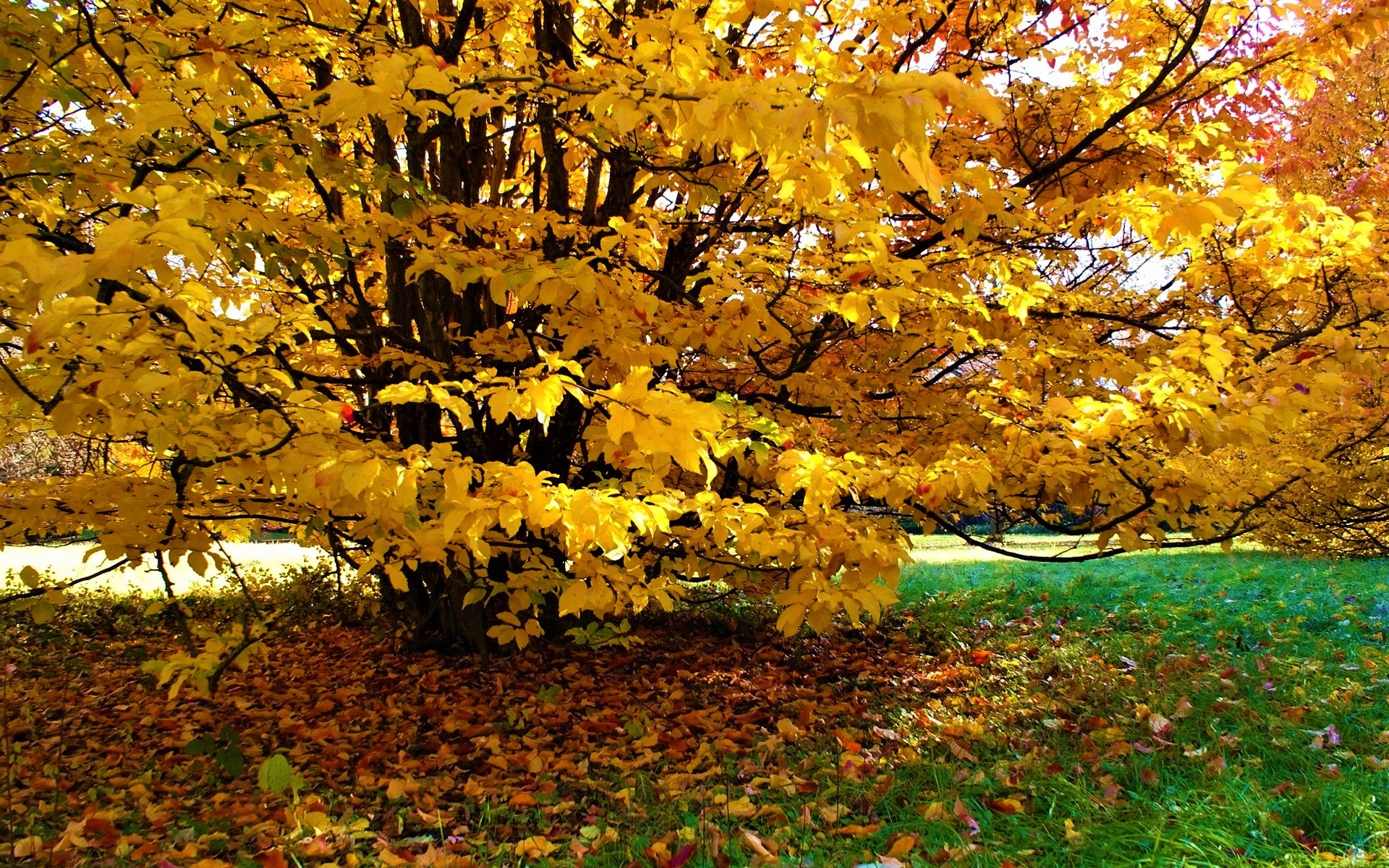 Free download wallpaper Tree, Fall, Earth on your PC desktop