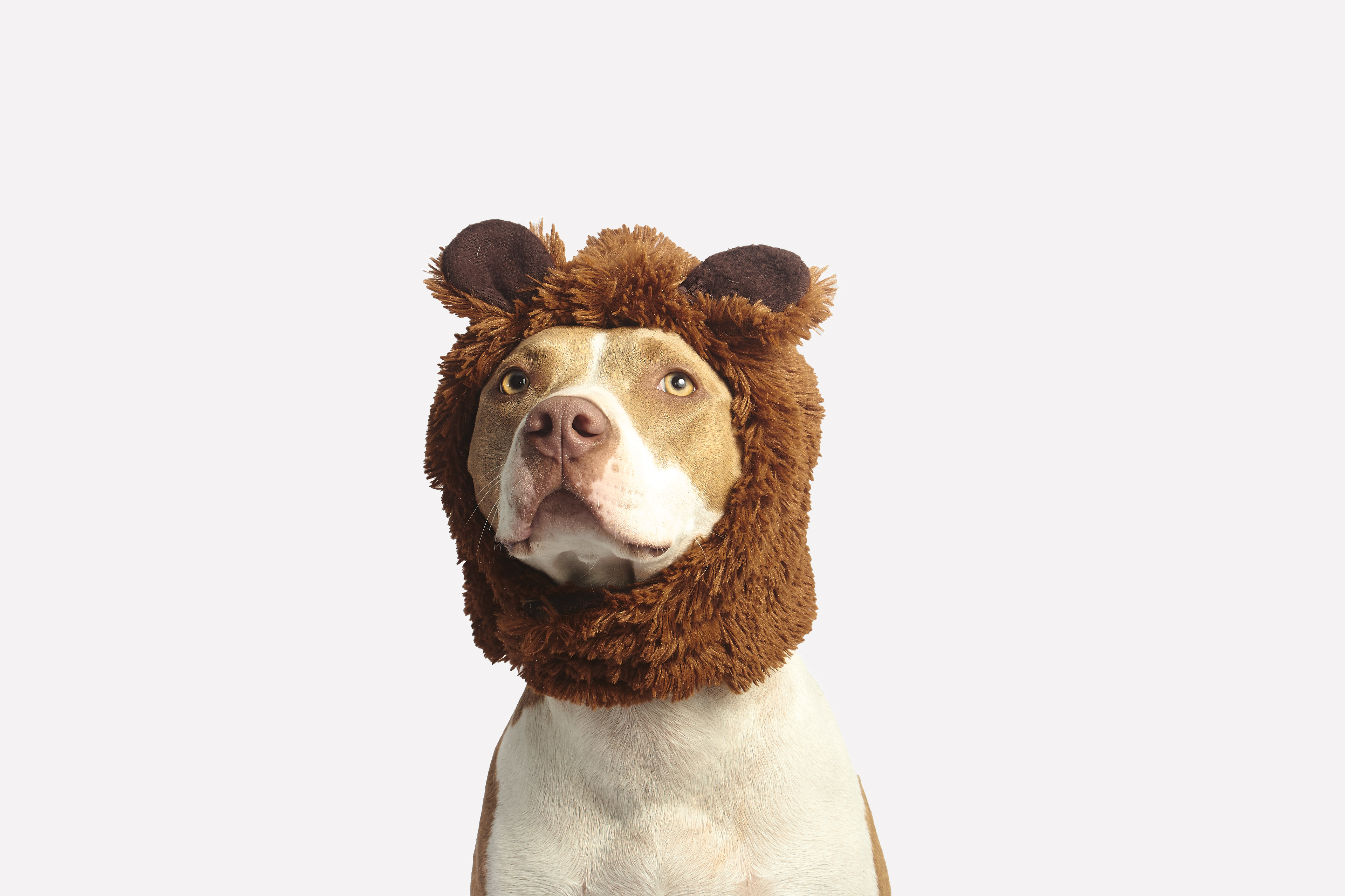 128257画像をダウンロード動物, 犬, 涼しい, おかしい, 可笑しい, キャップ, 帽子, ピットブル-壁紙とスクリーンセーバーを無料で