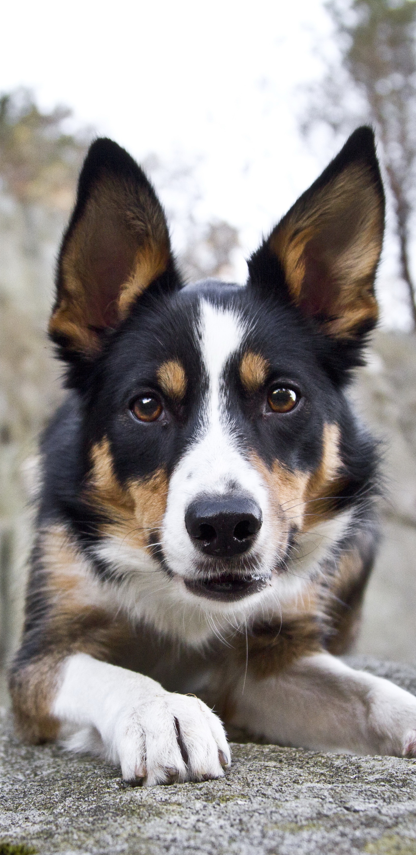 Handy-Wallpaper Tiere, Hunde, Hund kostenlos herunterladen.