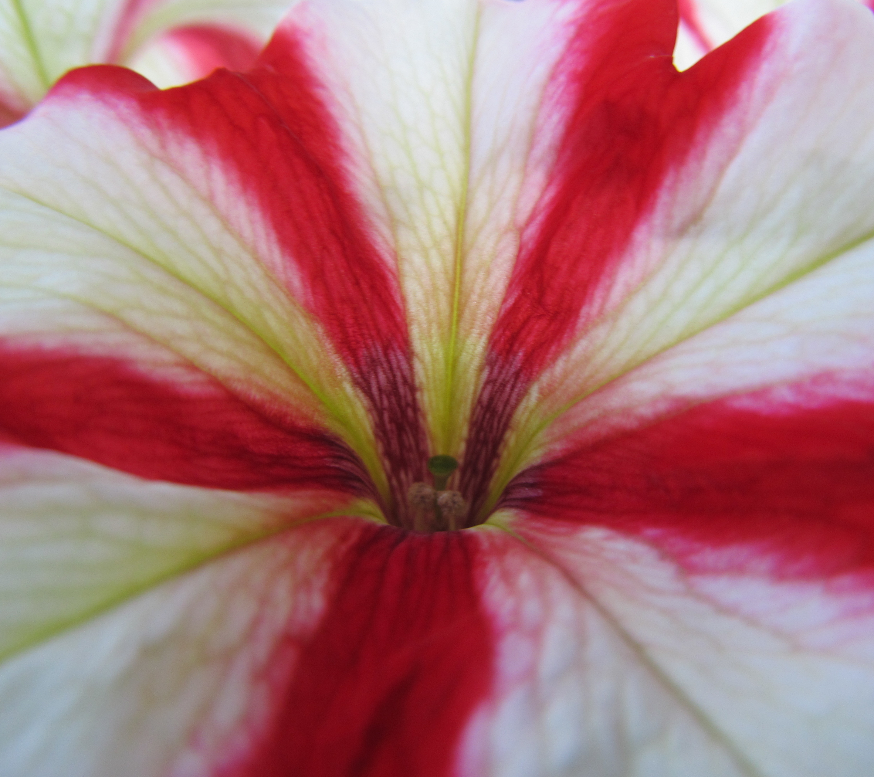 Descarga gratis la imagen Flores, Flor, Tierra/naturaleza en el escritorio de tu PC