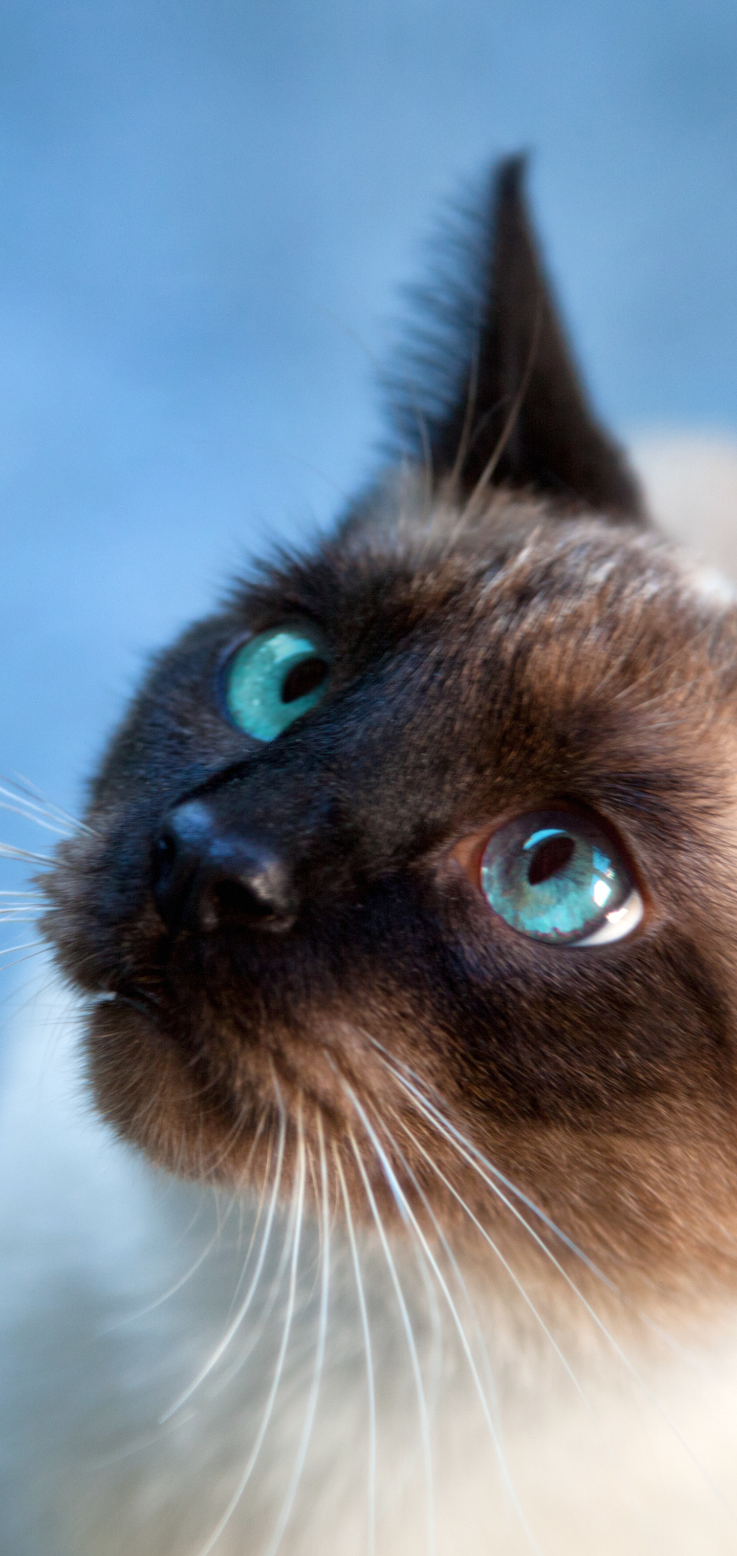 Скачать обои бесплатно Животные, Кот, Кошка, Сиамская Кошка, Кошки, Голубые Глаза картинка на рабочий стол ПК