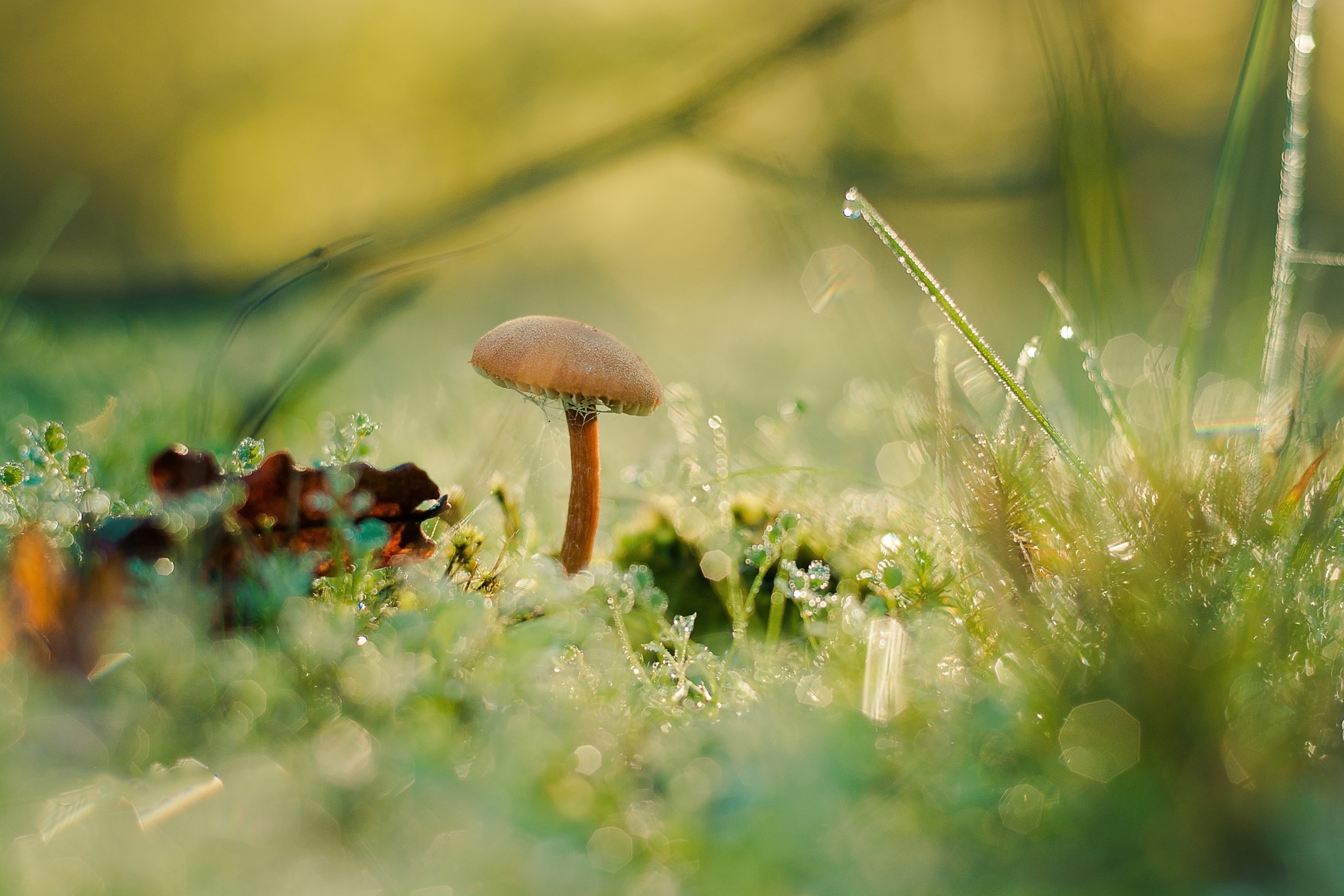 Free download wallpaper Nature, Grass, Close Up, Fall, Earth, Mushroom, Bokeh on your PC desktop