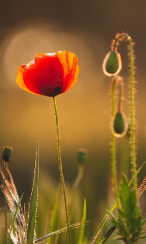 Handy-Wallpaper Natur, Blumen, Mohn, Blume, Makro, Rote Blume, Erde/natur kostenlos herunterladen.