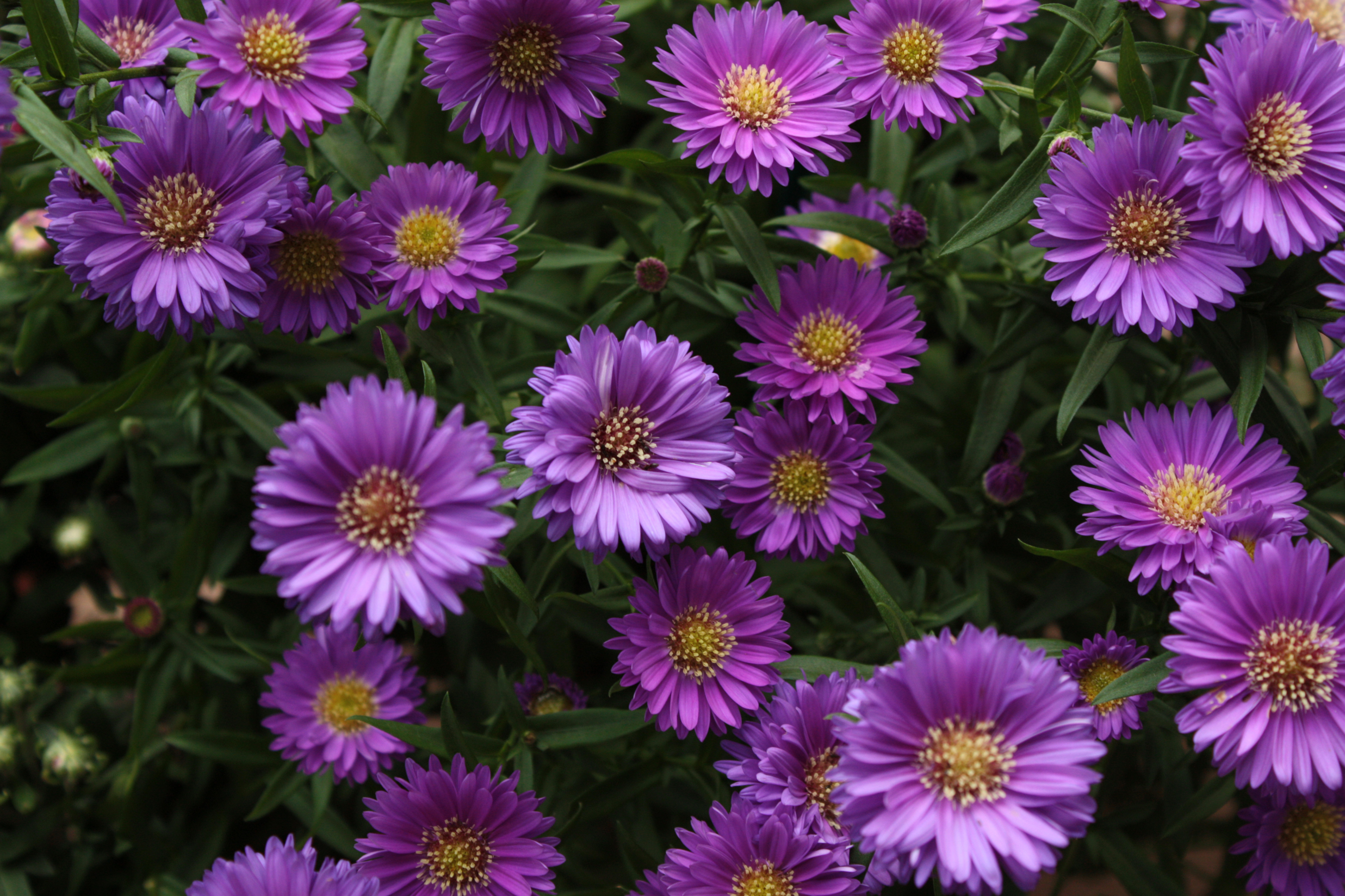 Téléchargez gratuitement l'image Fleurs, Fleur, Marguerite, Fleur Mauve, Terre/nature sur le bureau de votre PC